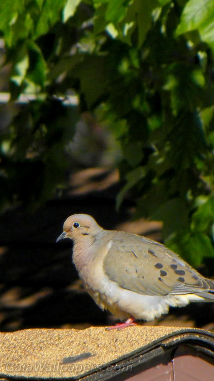 Mourning Dove in the sun - Free desktop wallpapers