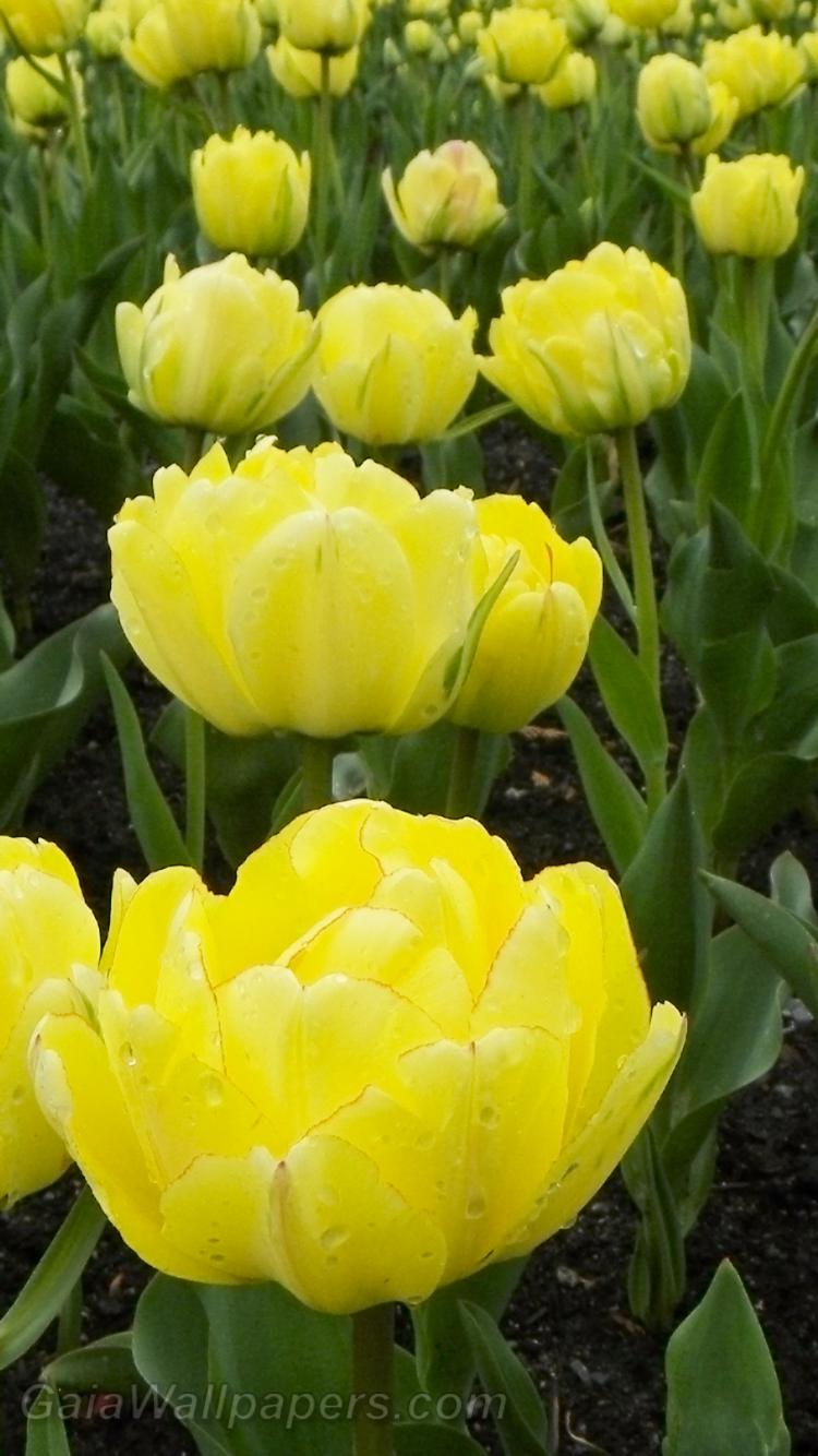 Bright yellow tulips - Free desktop wallpapers