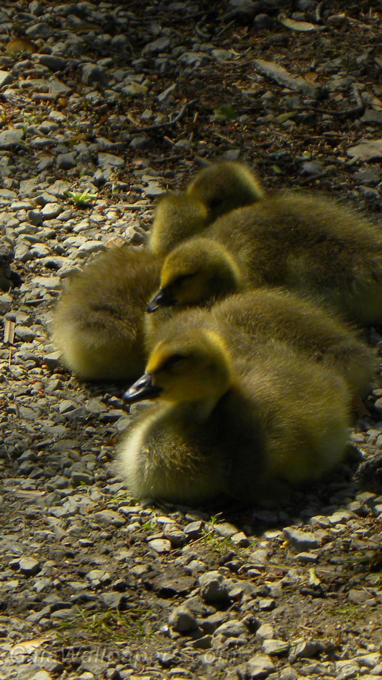 Canada Goose goslings - Free desktop wallpapers
