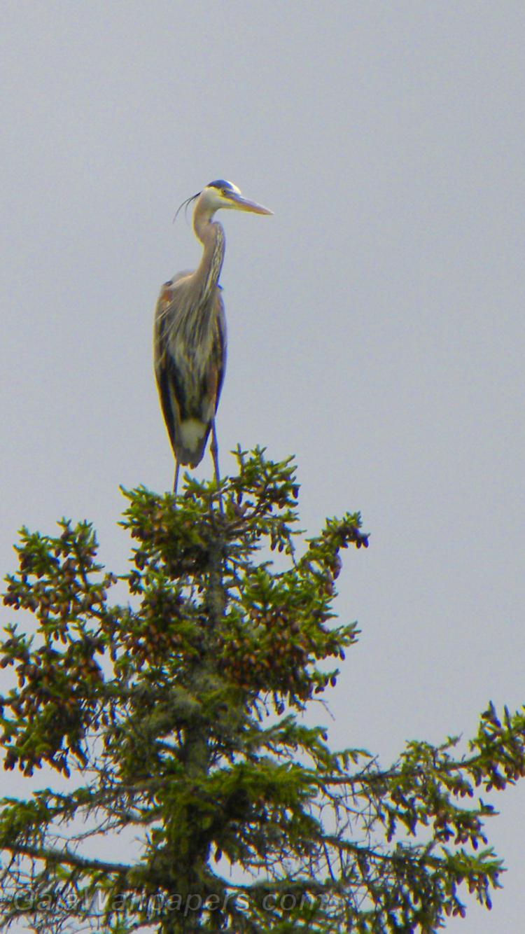 Great Blue Heron on the top of a tree - Free desktop wallpapers