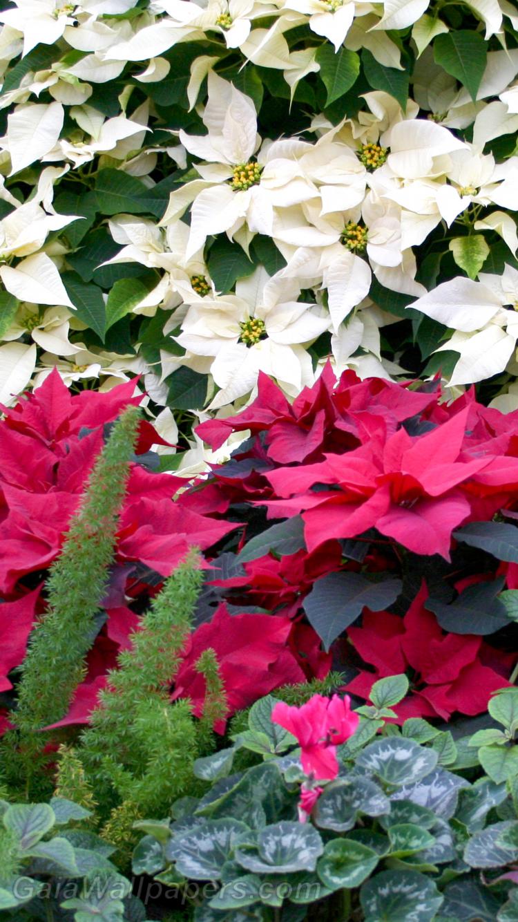 Poinsettias in white and red - Free desktop wallpapers