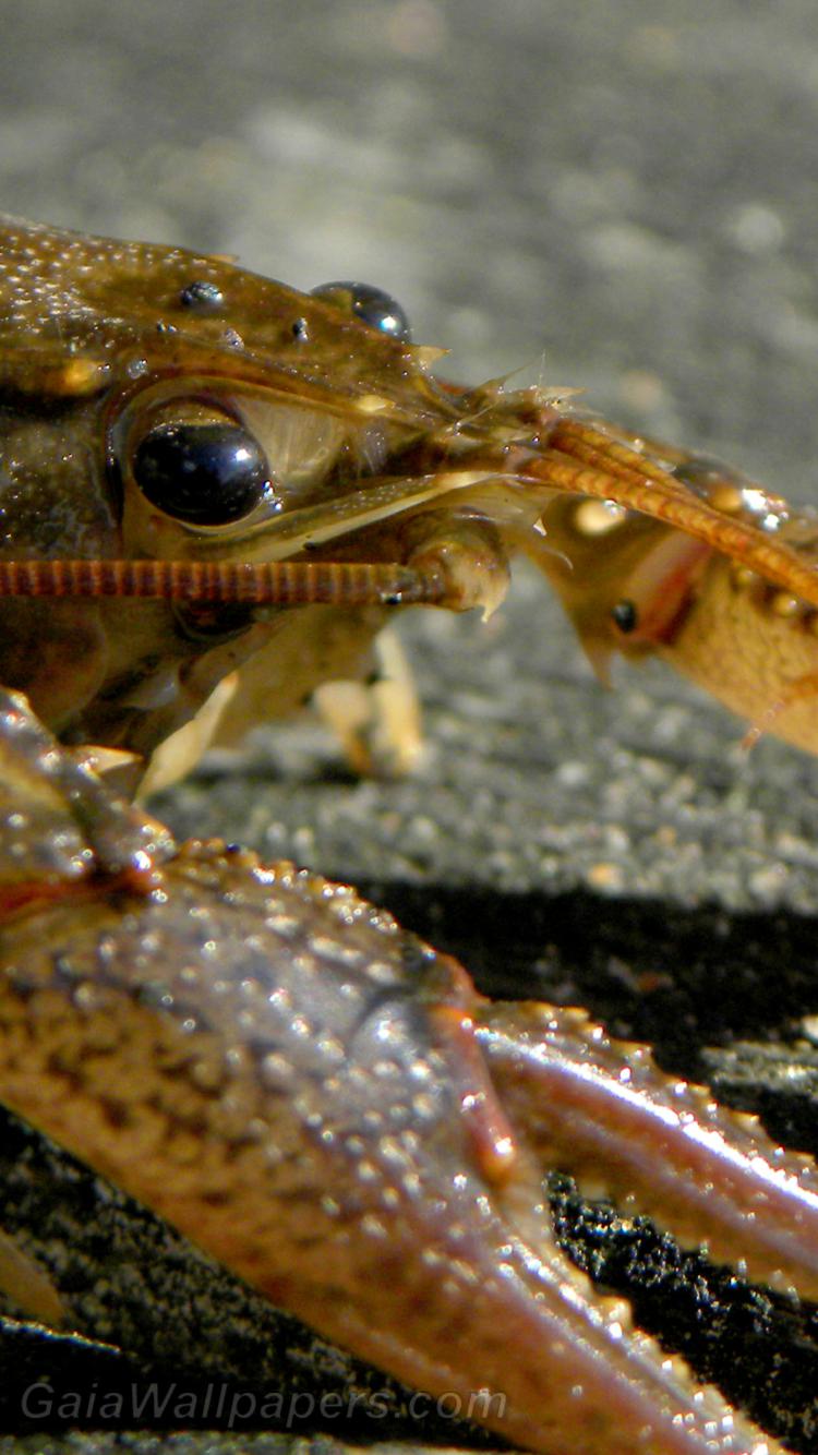 Close-up on a crayfish - Free desktop wallpapers