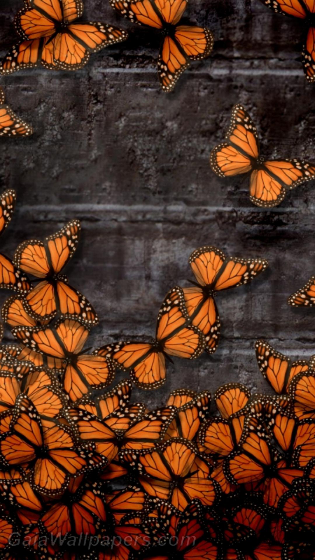 Orange butterflies on the stone wall - Free desktop wallpapers