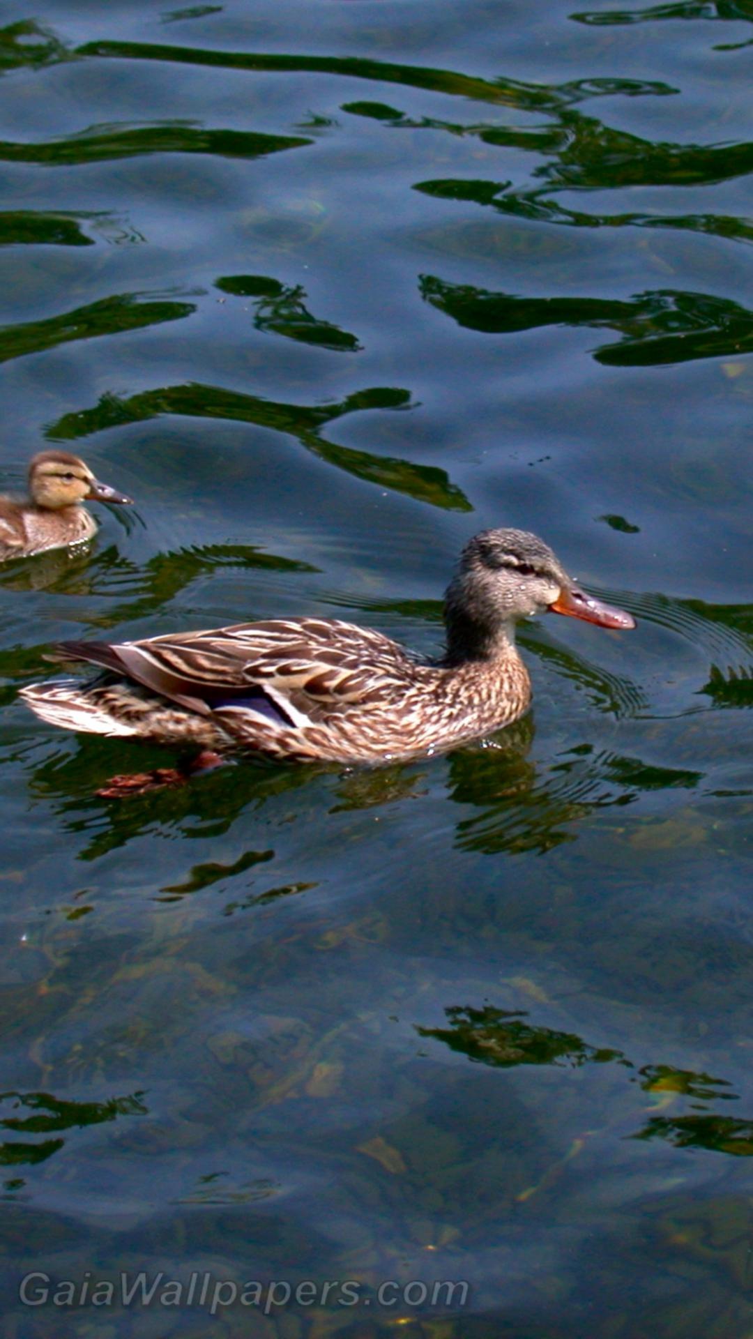 Mother mallard with two youngs - Free desktop wallpapers
