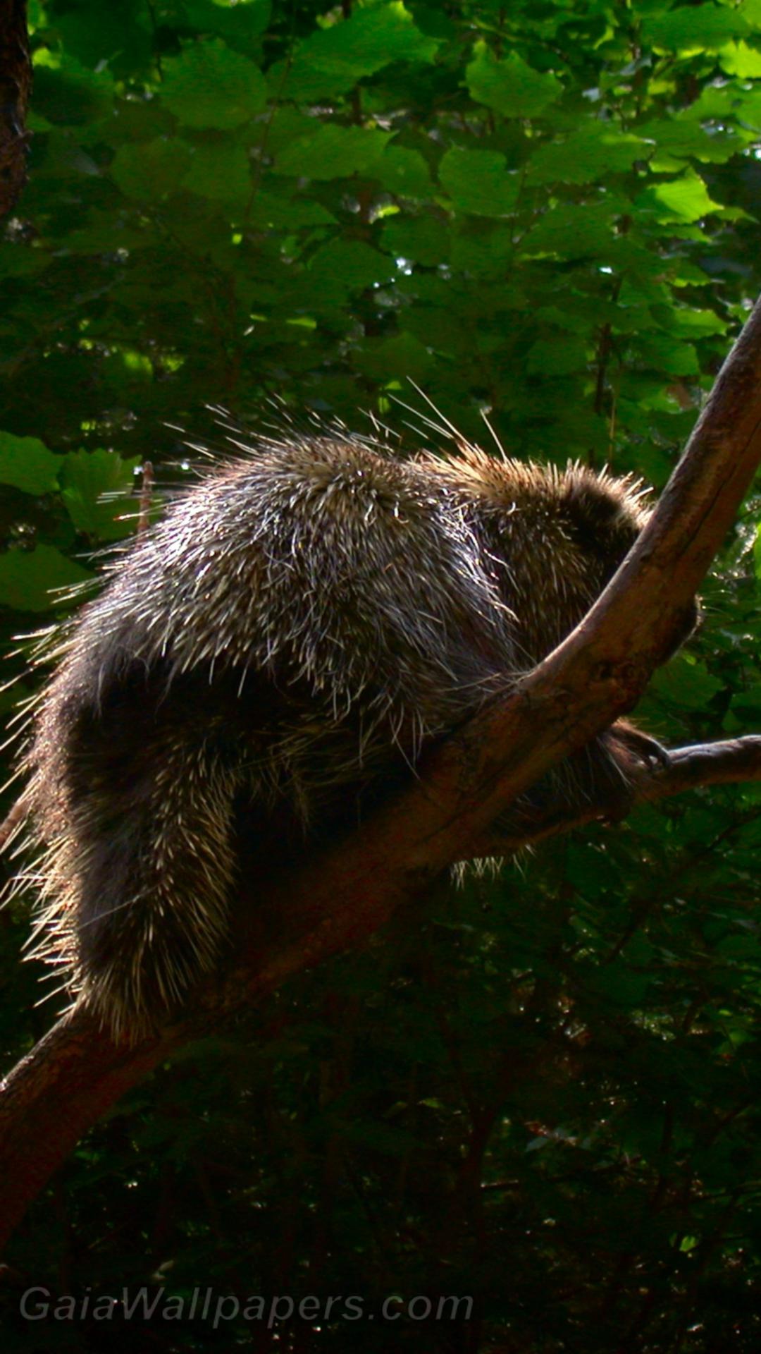 Porcupine in a tree - Free desktop wallpapers