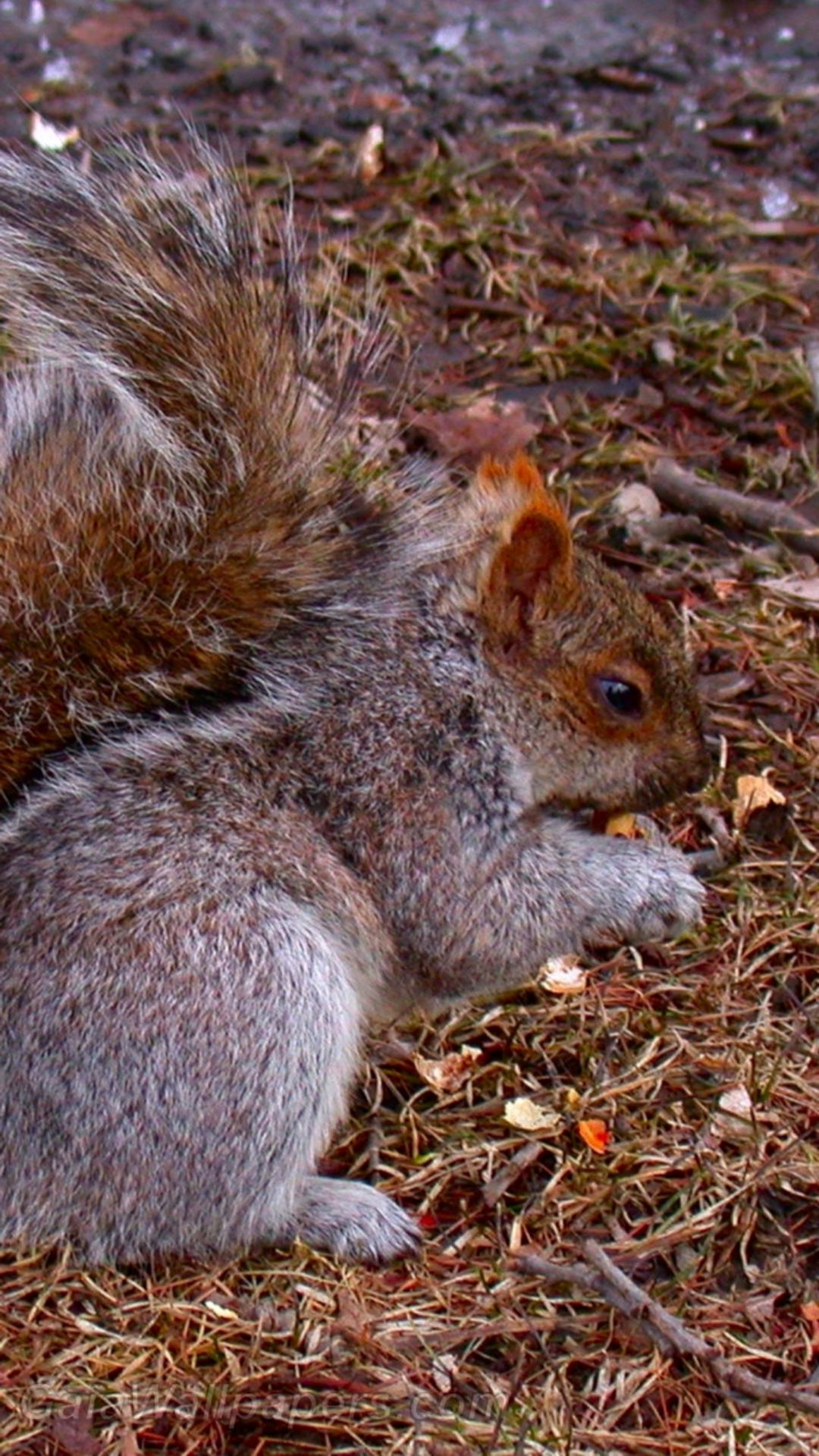 Écureuil mangeant des arachides - Fonds d'écran gratuits
