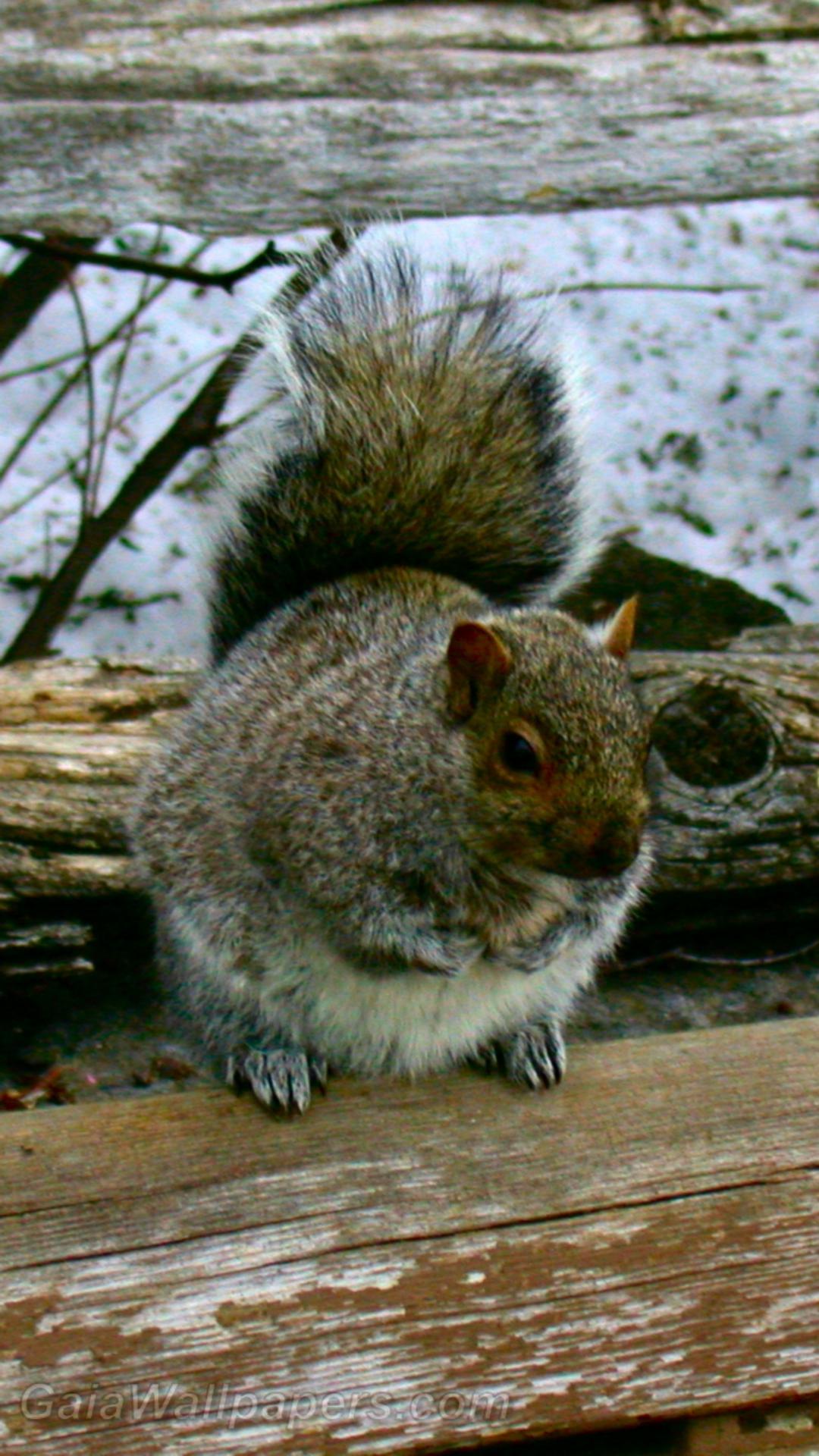 Squirrel standing on a old wood fence - Free desktop wallpapers