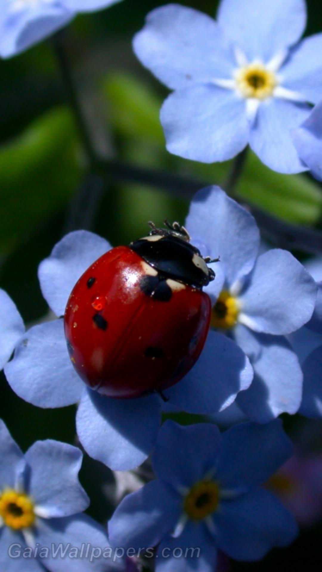 Ladybird on blue miosotis - Free desktop wallpapers