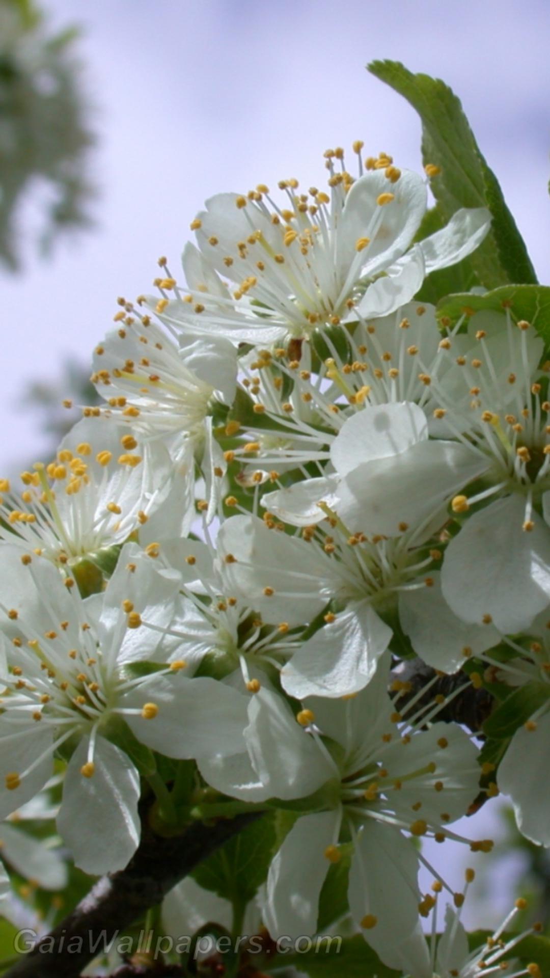 Plum tree flowers - Free desktop wallpapers