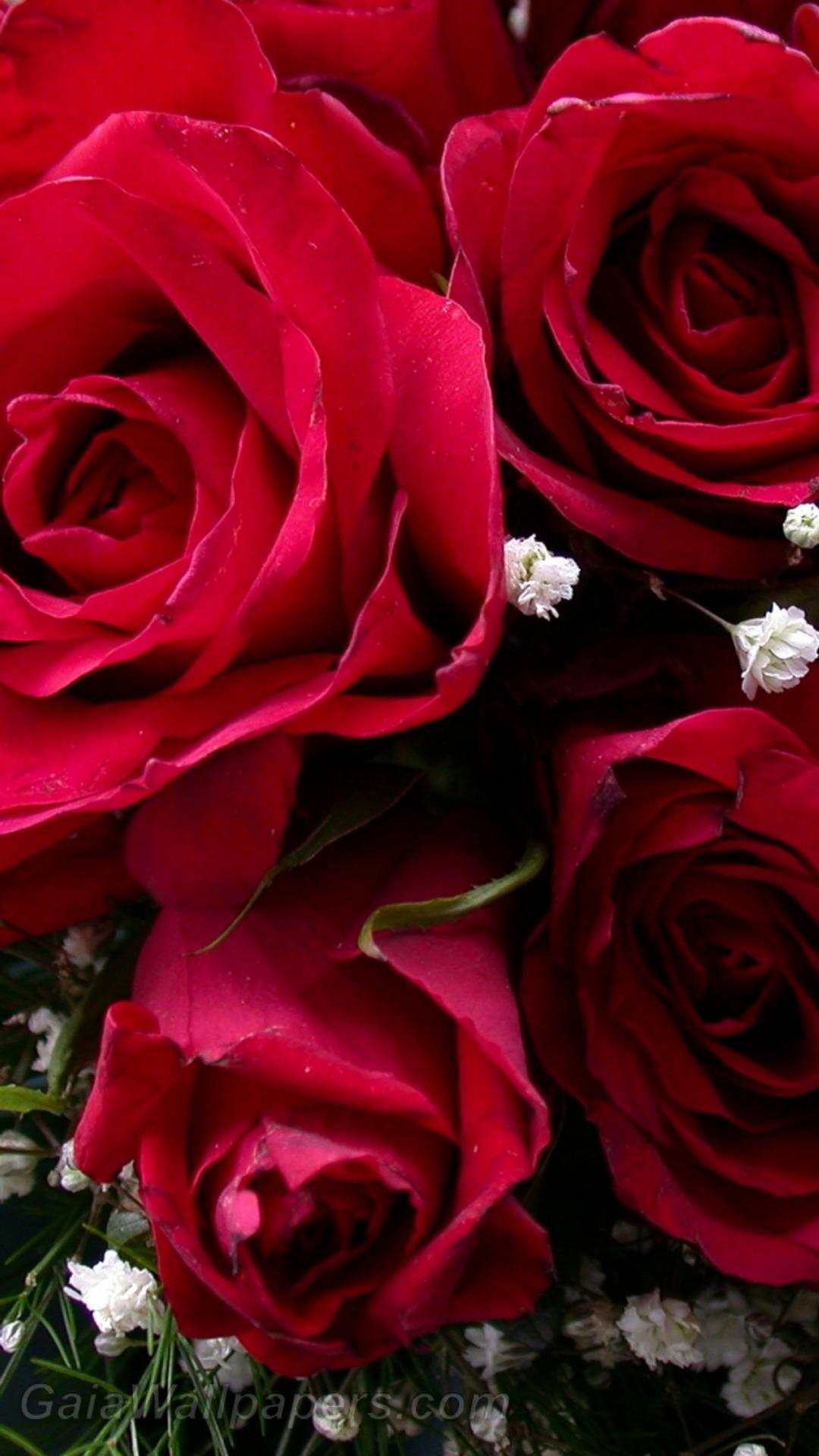 Red roses - Free desktop wallpapers