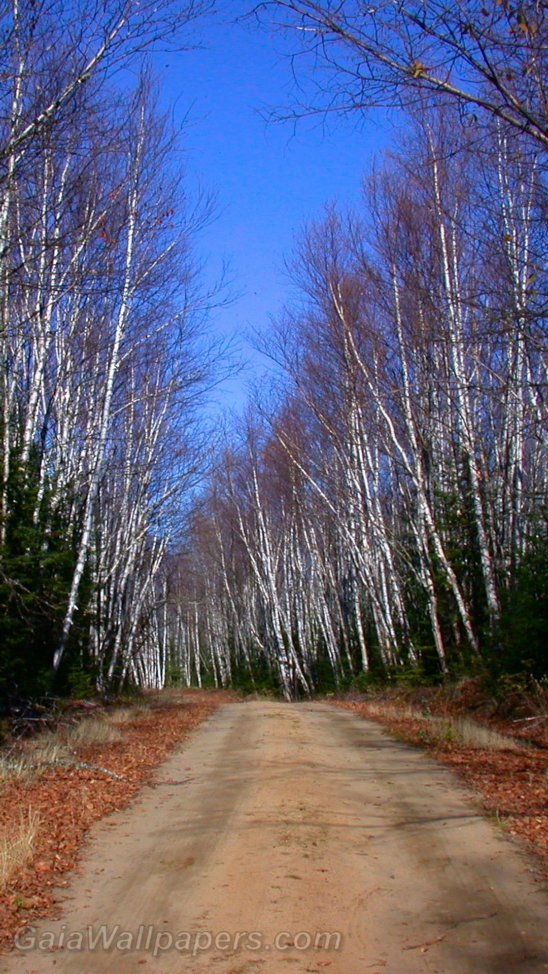 Gravel road in a forest of birches - Free desktop wallpapers