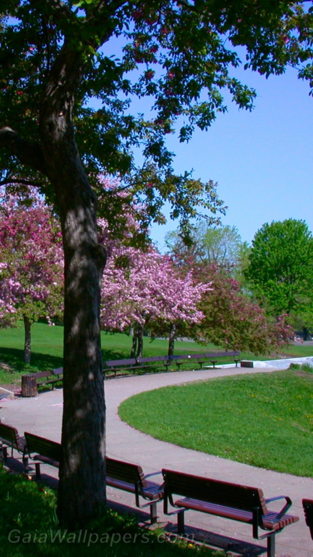 Park in spring at the Mount Royal - Free desktop wallpapers