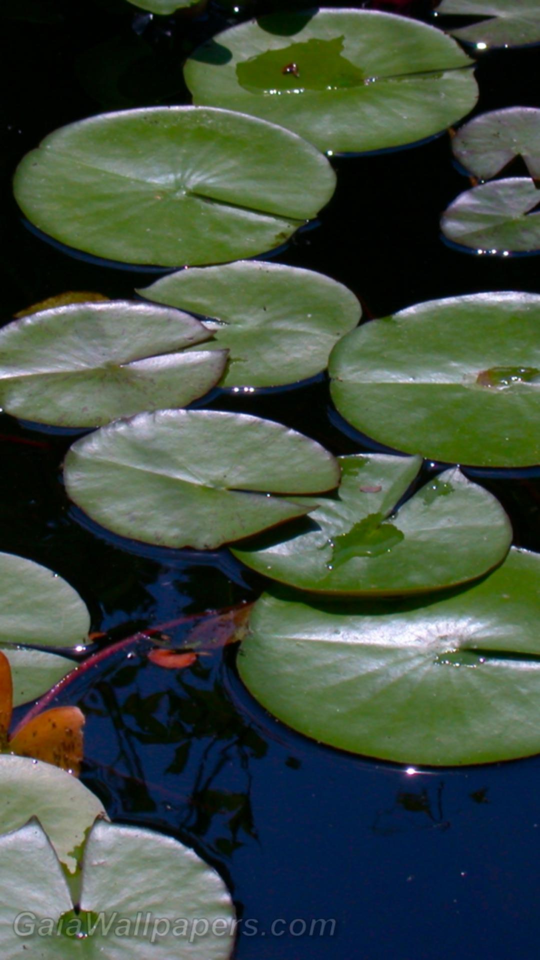 Water lilies - Free desktop wallpapers