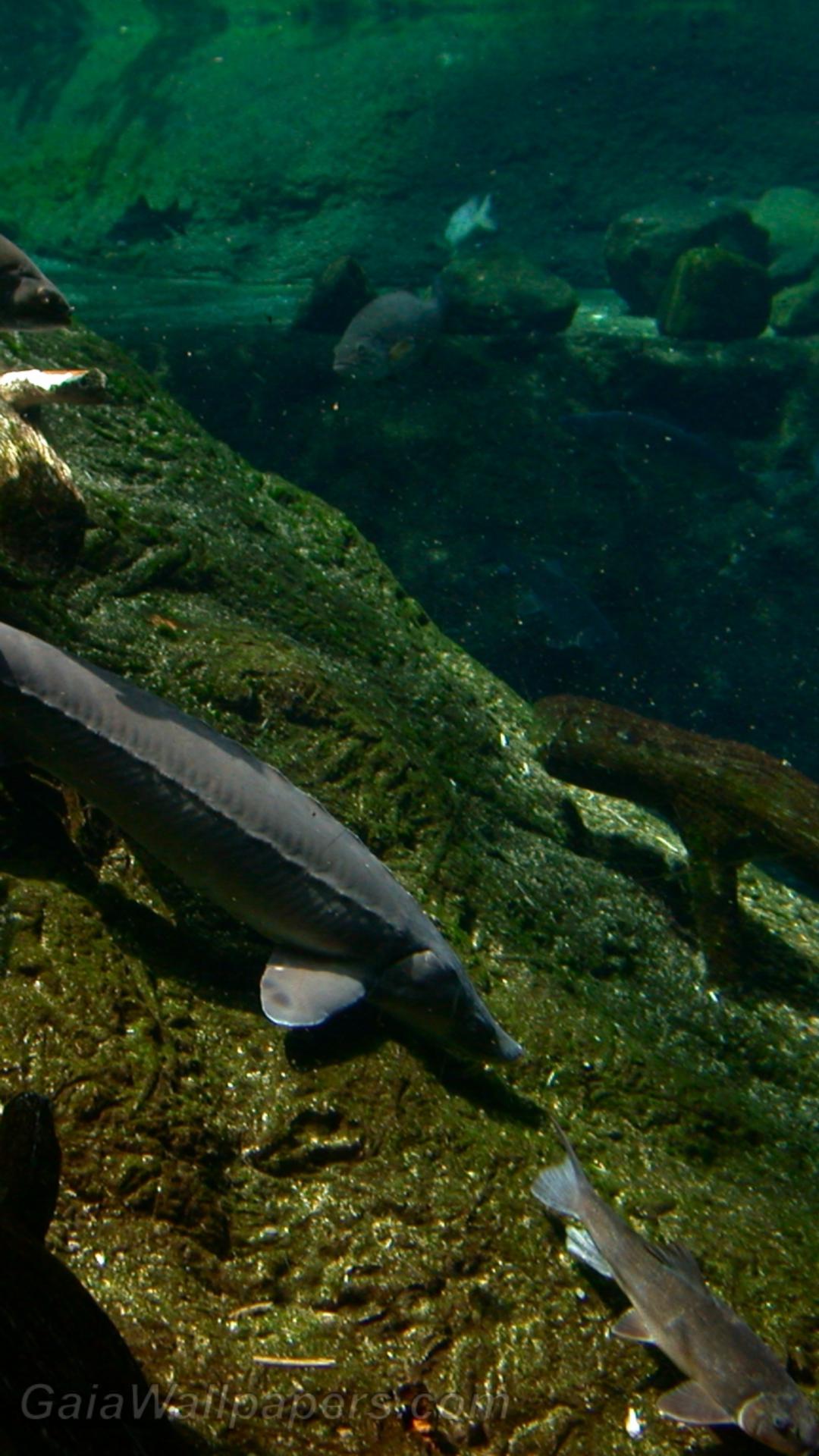 Sturgeon with other fishes - Free desktop wallpapers