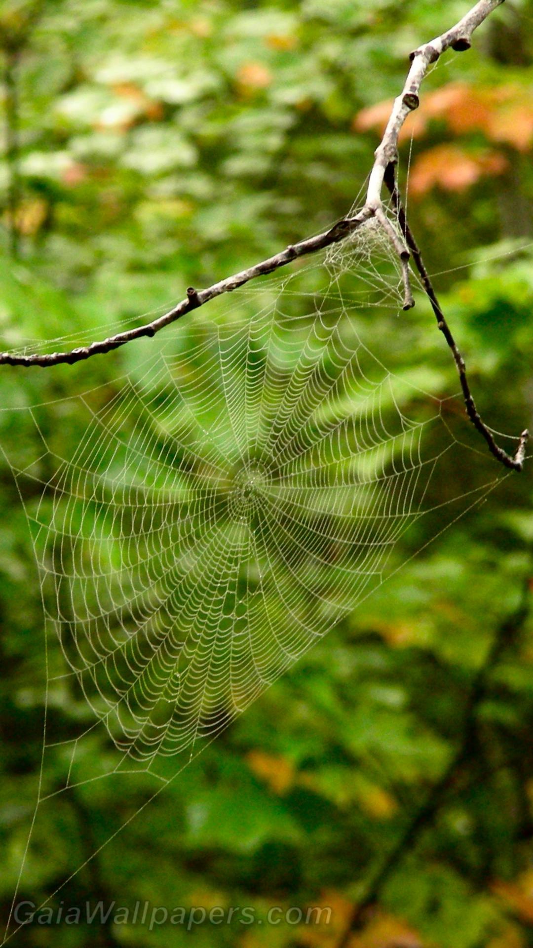 Spider web in the forest - Free desktop wallpapers