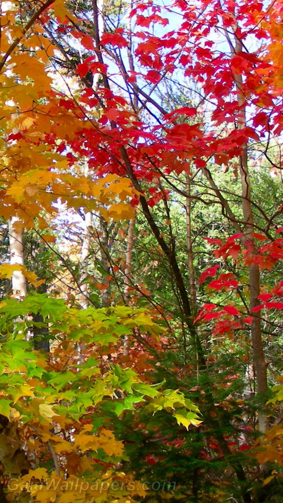 Changement des couleurs d'automne dans les érables - Fonds d'écran gratuits