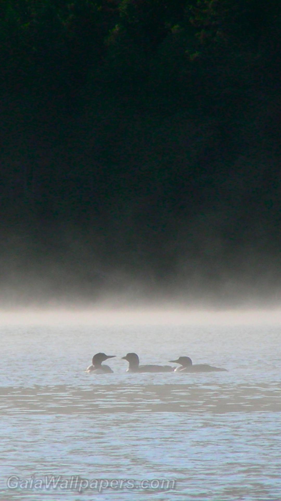Plongeons huards sur le lac brumeux au matin - Fonds d'écran gratuits