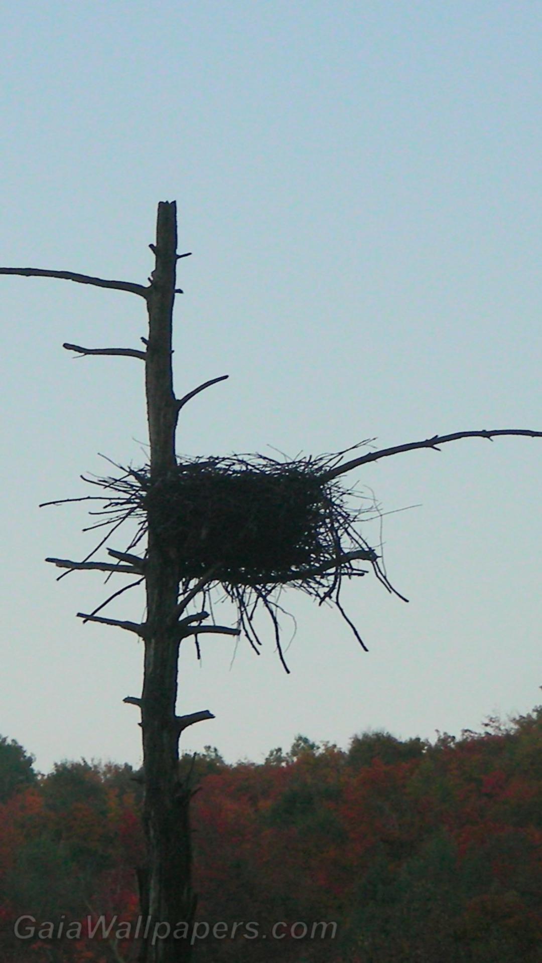 Large nid d'oiseaux abandonné - Fonds d'écran gratuits