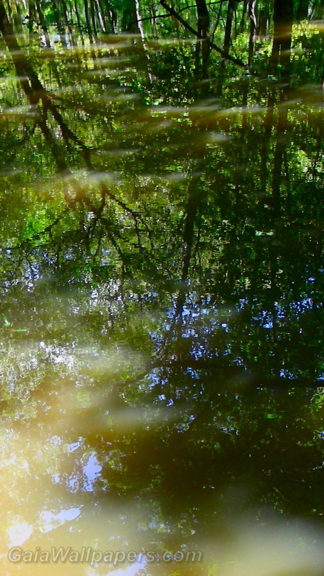 Reflection on the water in the shadows of trees - Free desktop wallpapers