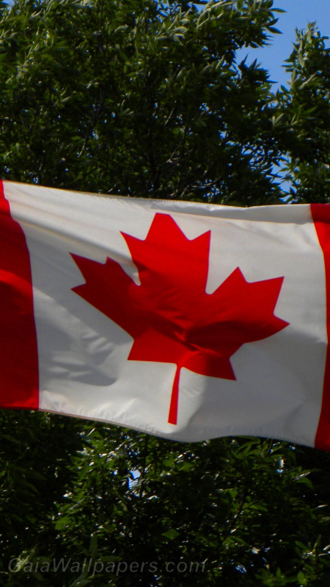 Flag of Canada - Free desktop wallpapers