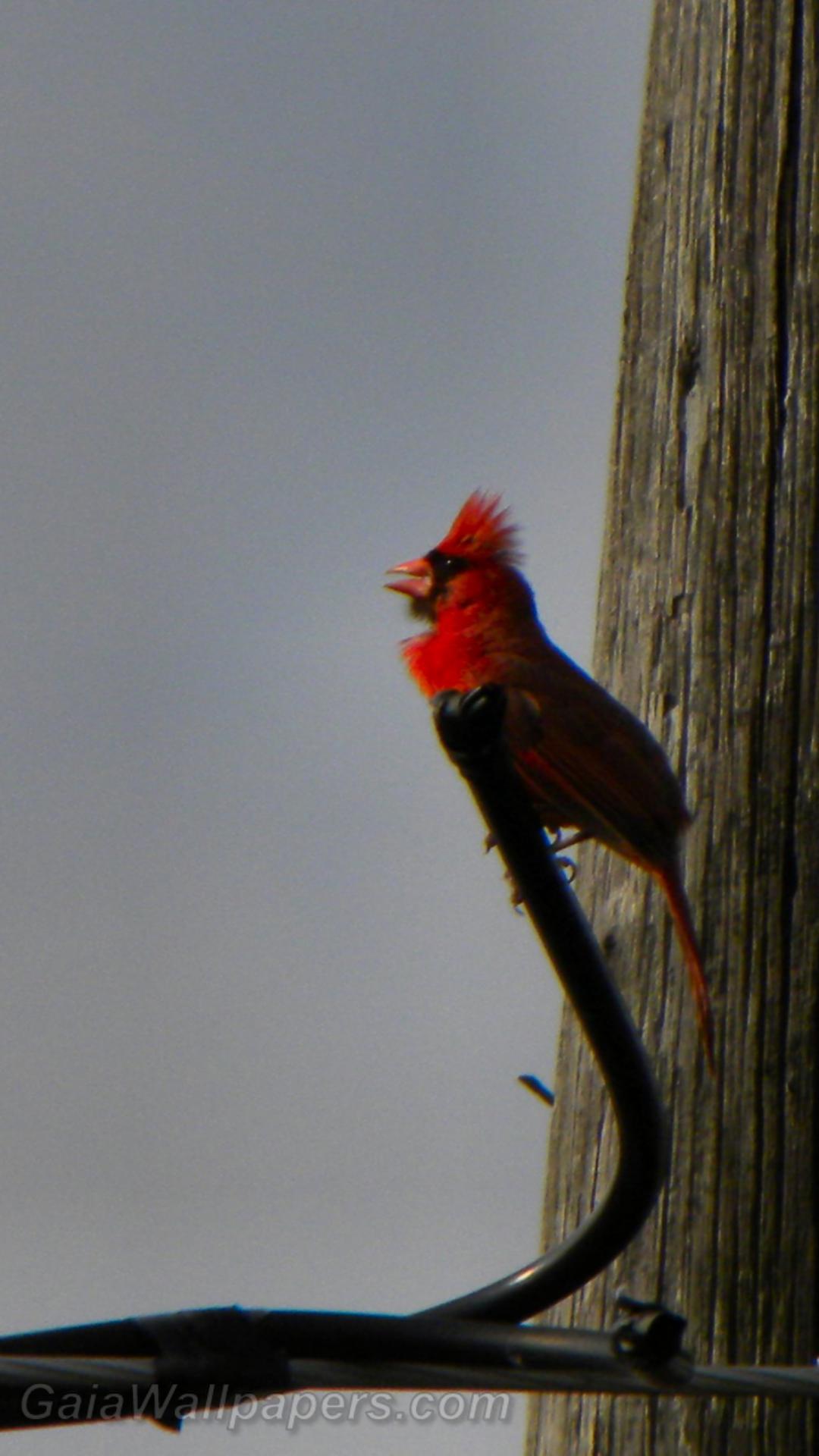 Cardinal rouge chantant - Fonds d'écran gratuits