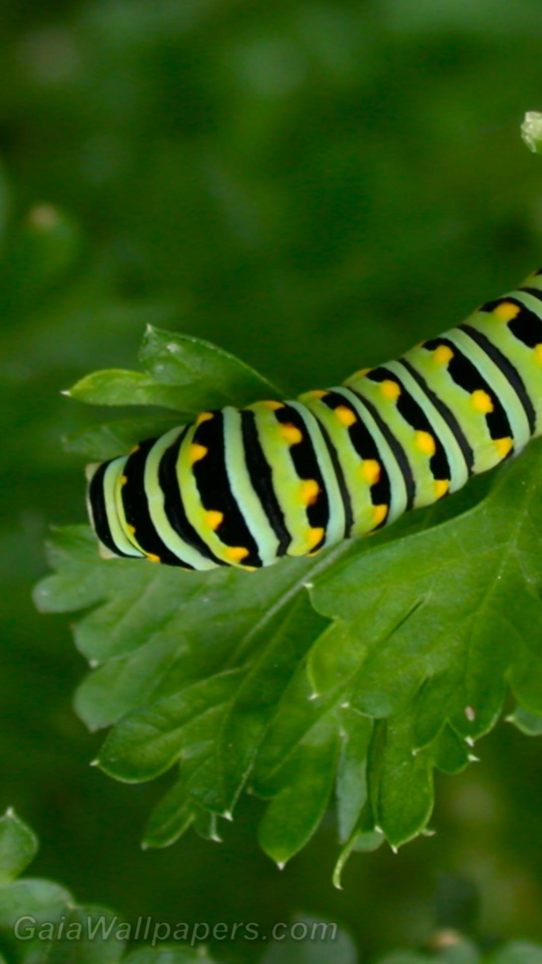 Caterpillar on a parsley leaf - Free desktop wallpapers