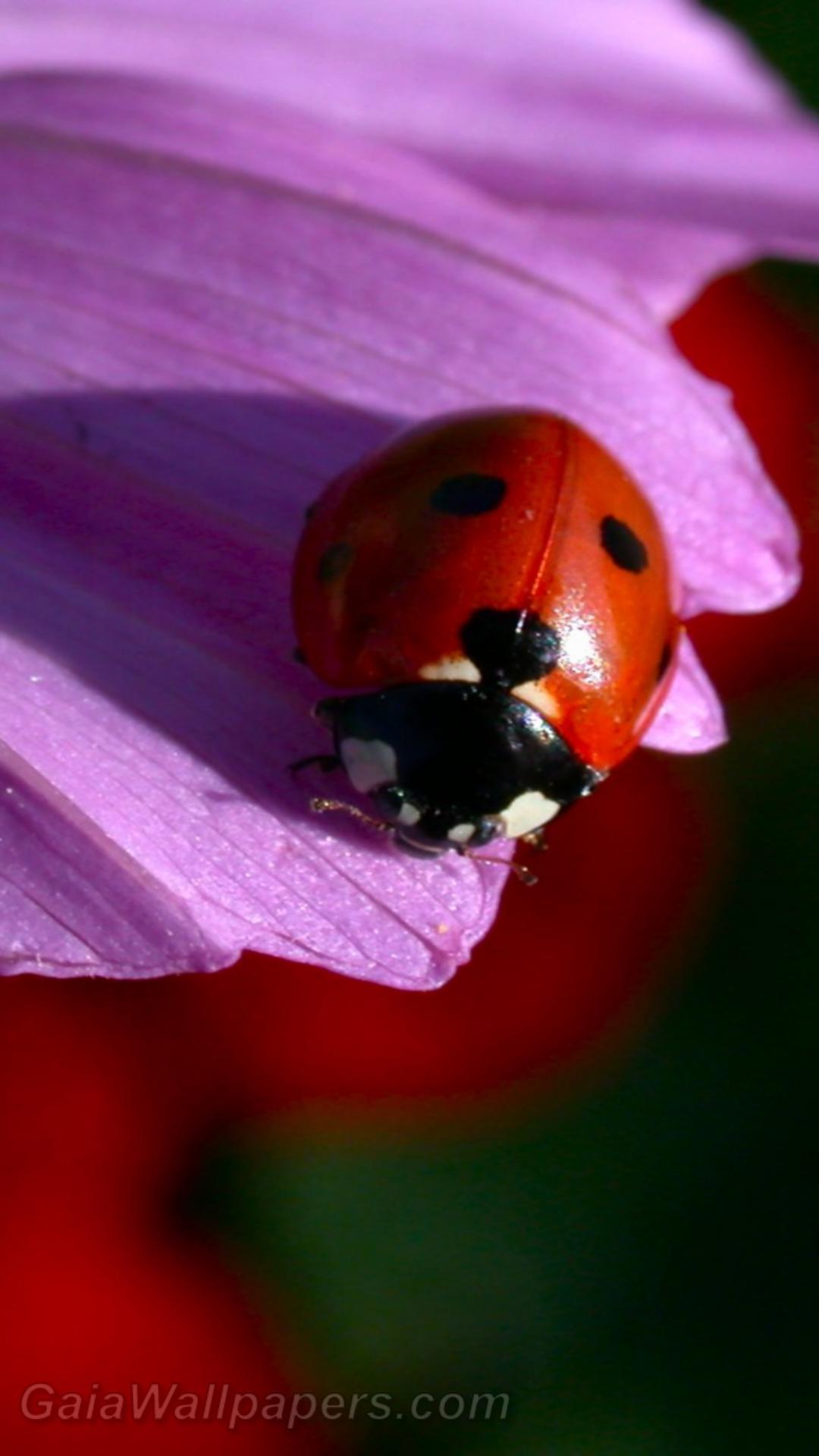 Ladybug on a flower - Free desktop wallpapers