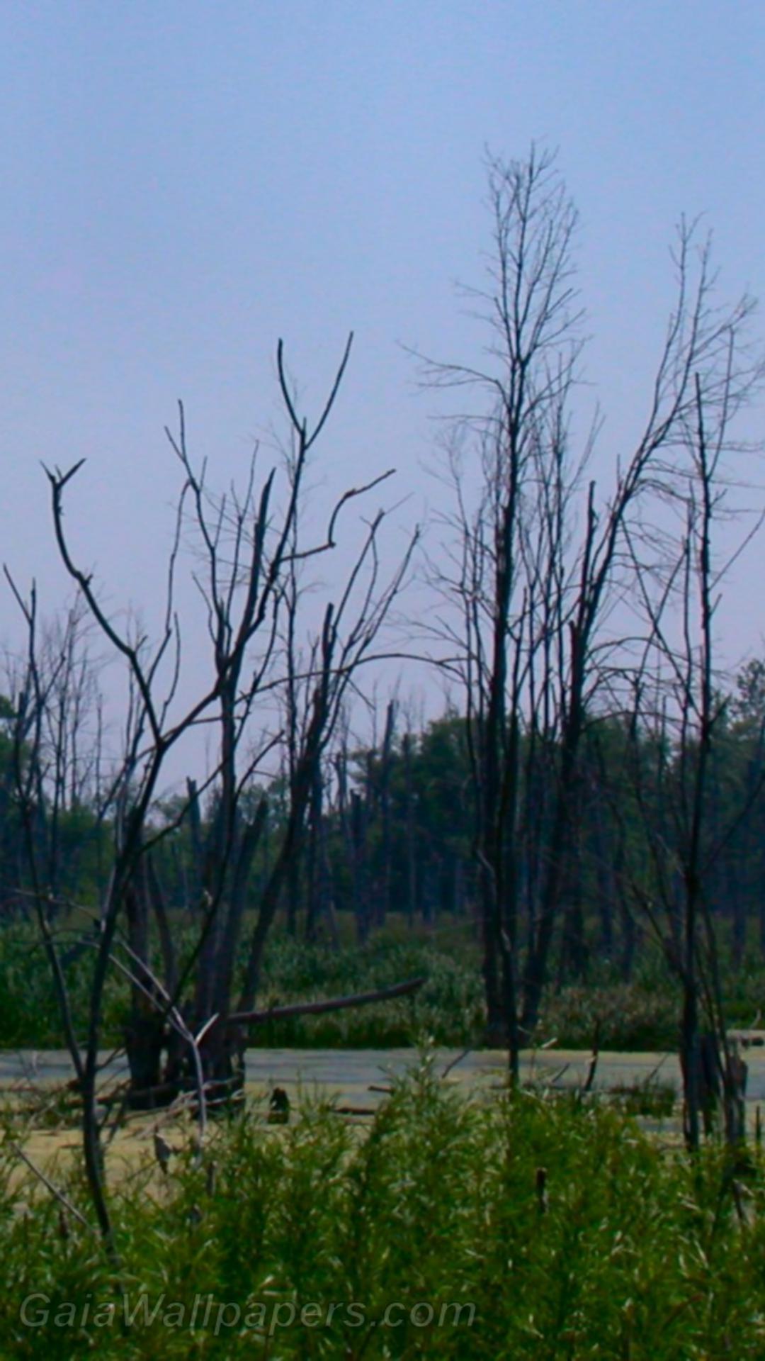 Dead trees in the swamp - Free desktop wallpapers