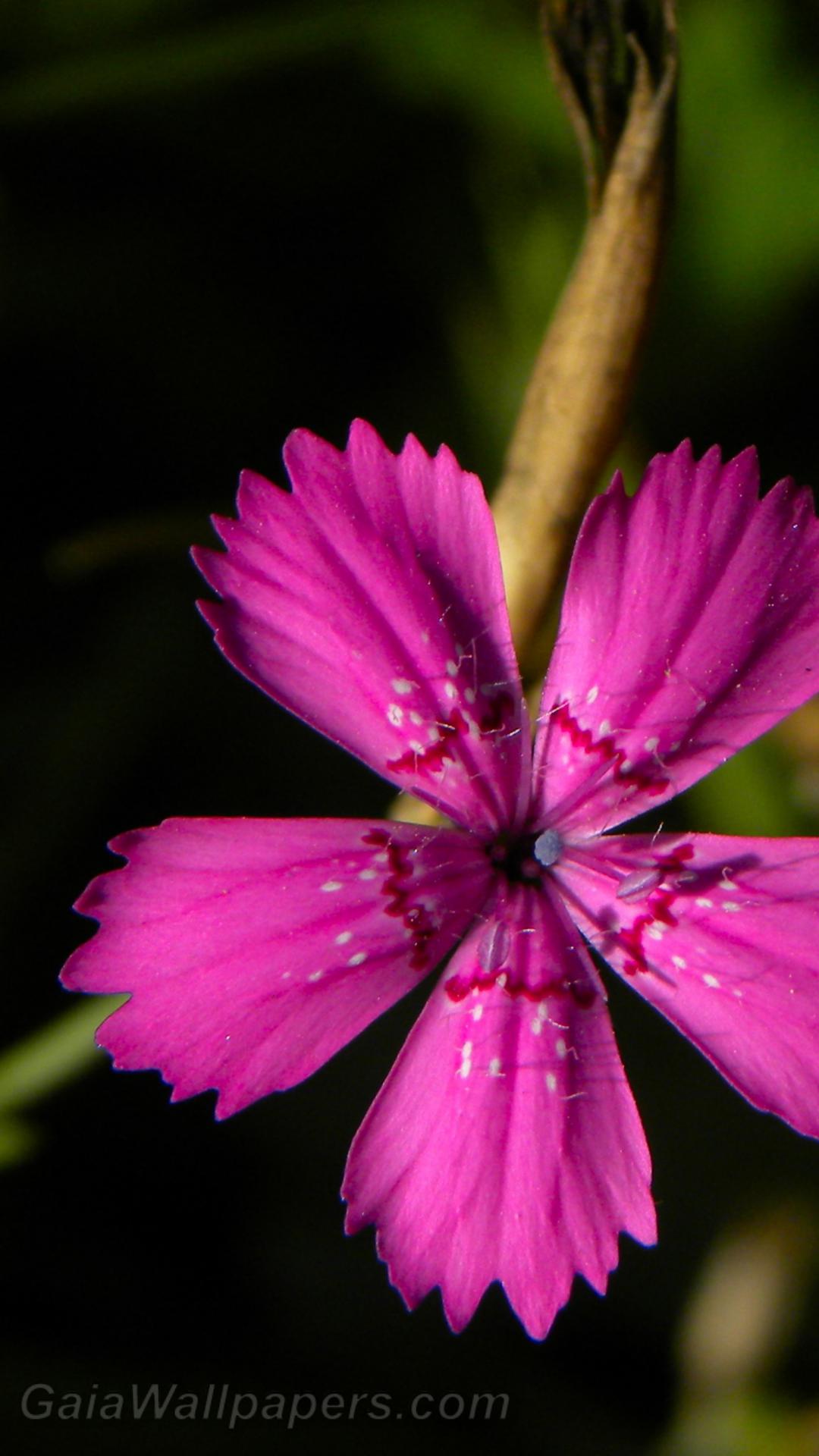 Dianthus deltoides - Fonds d'écran gratuits