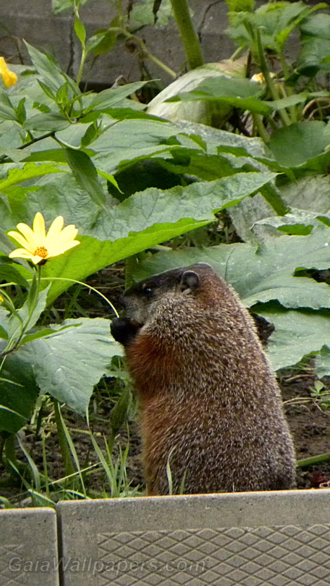 Marmot eating in the garden - Free desktop wallpapers