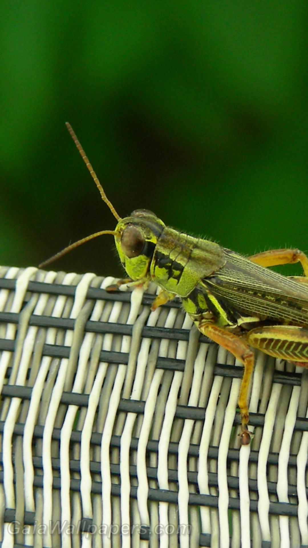 Grasshopper on a chair - Free desktop wallpapers