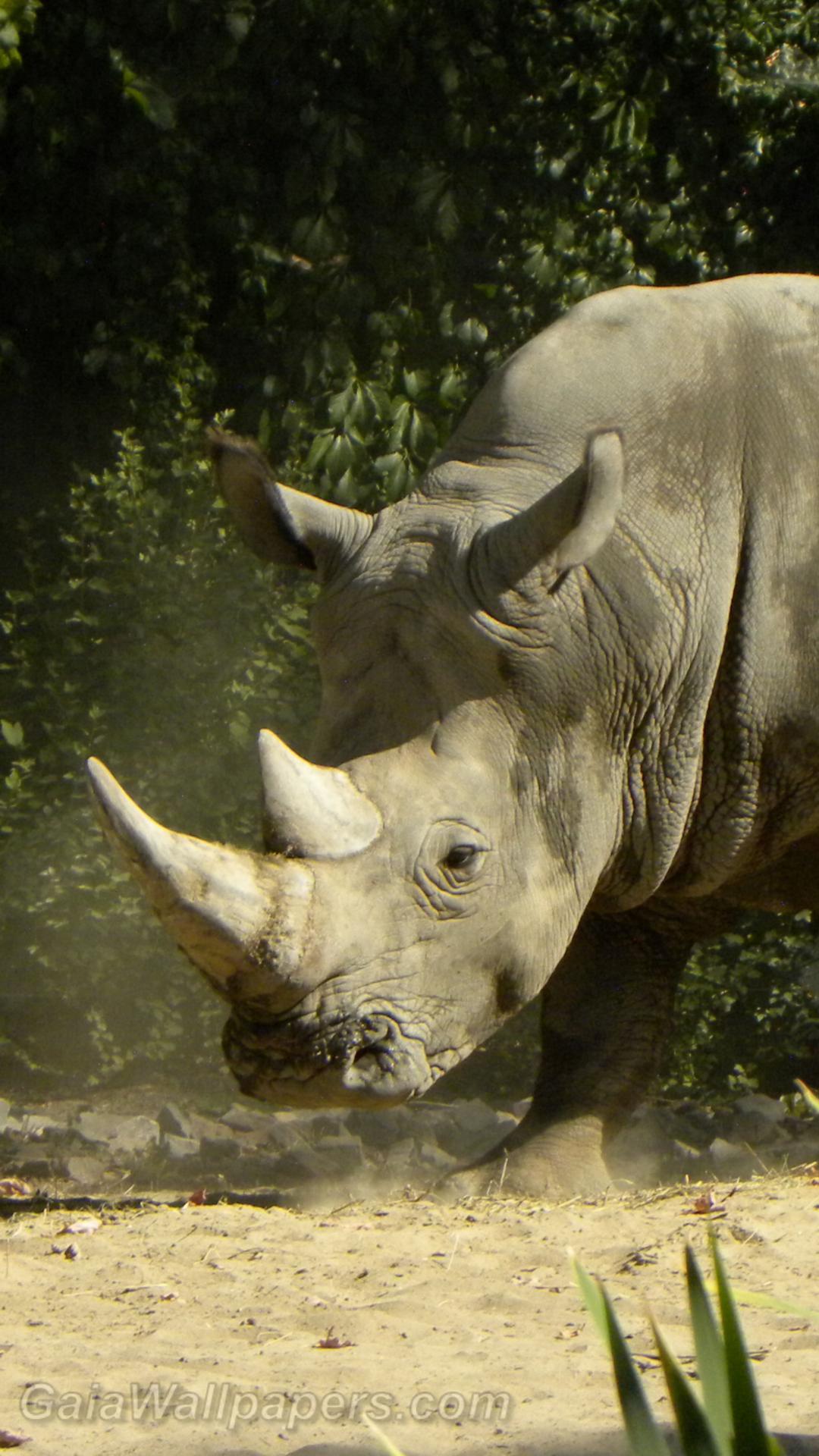 White rhinoceros - Free desktop wallpapers