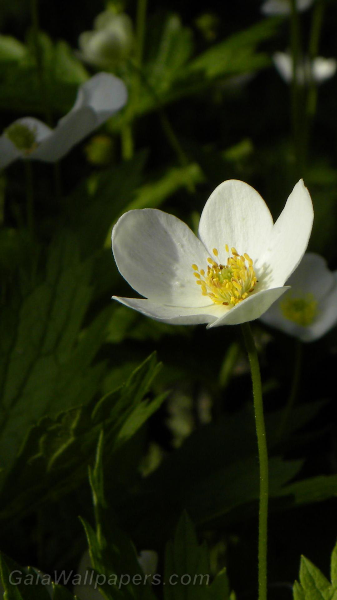 Young white flower - Free desktop wallpapers