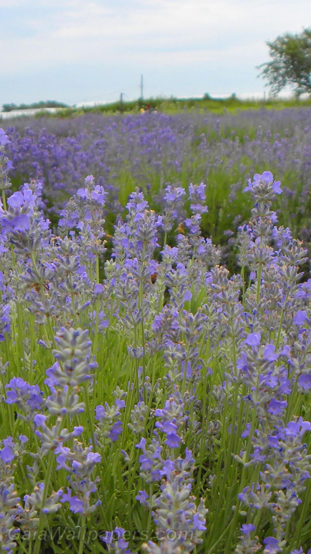 Lavender fields - Free desktop wallpapers