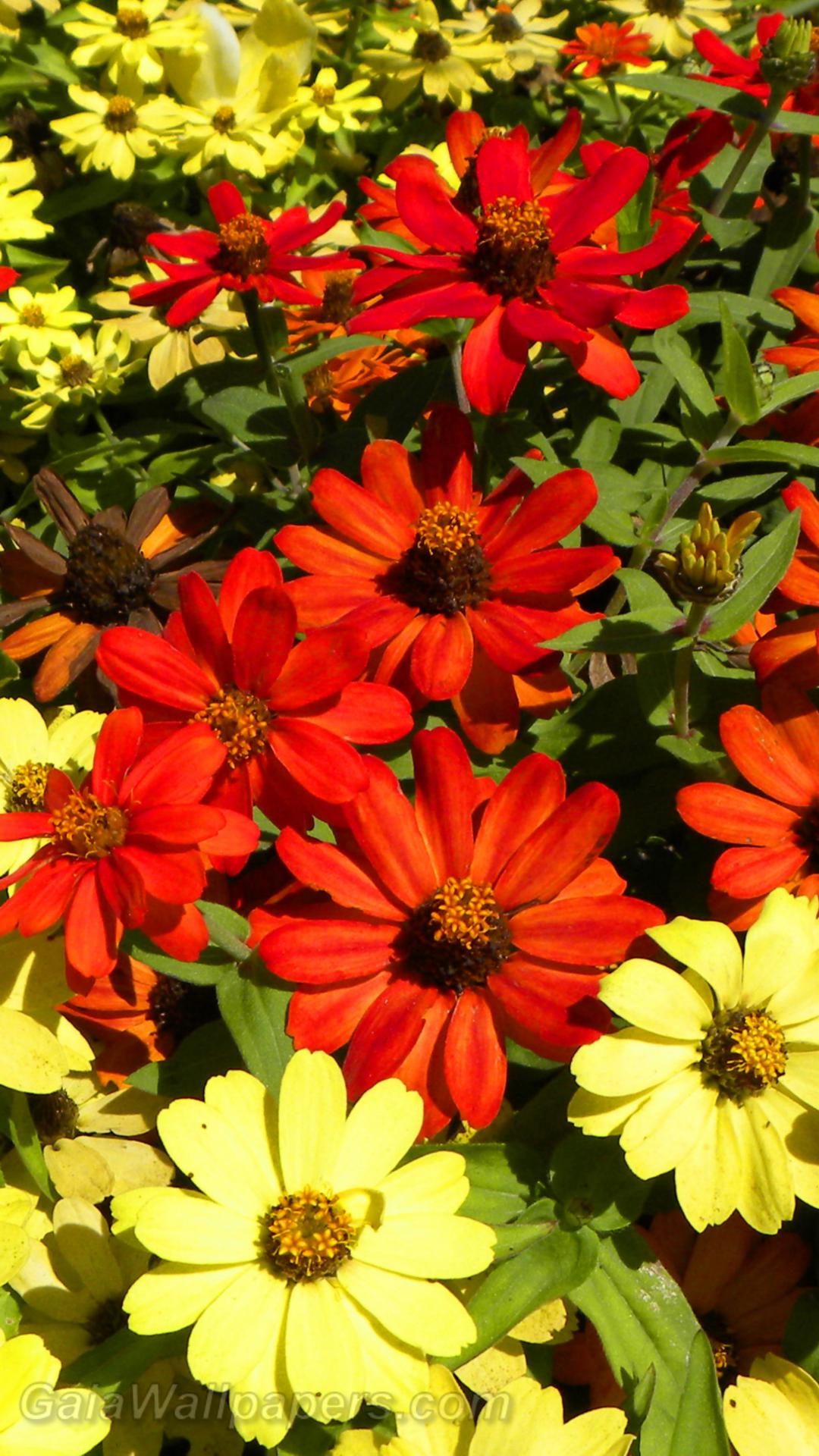 Flowers throwing warm colors - Free desktop wallpapers