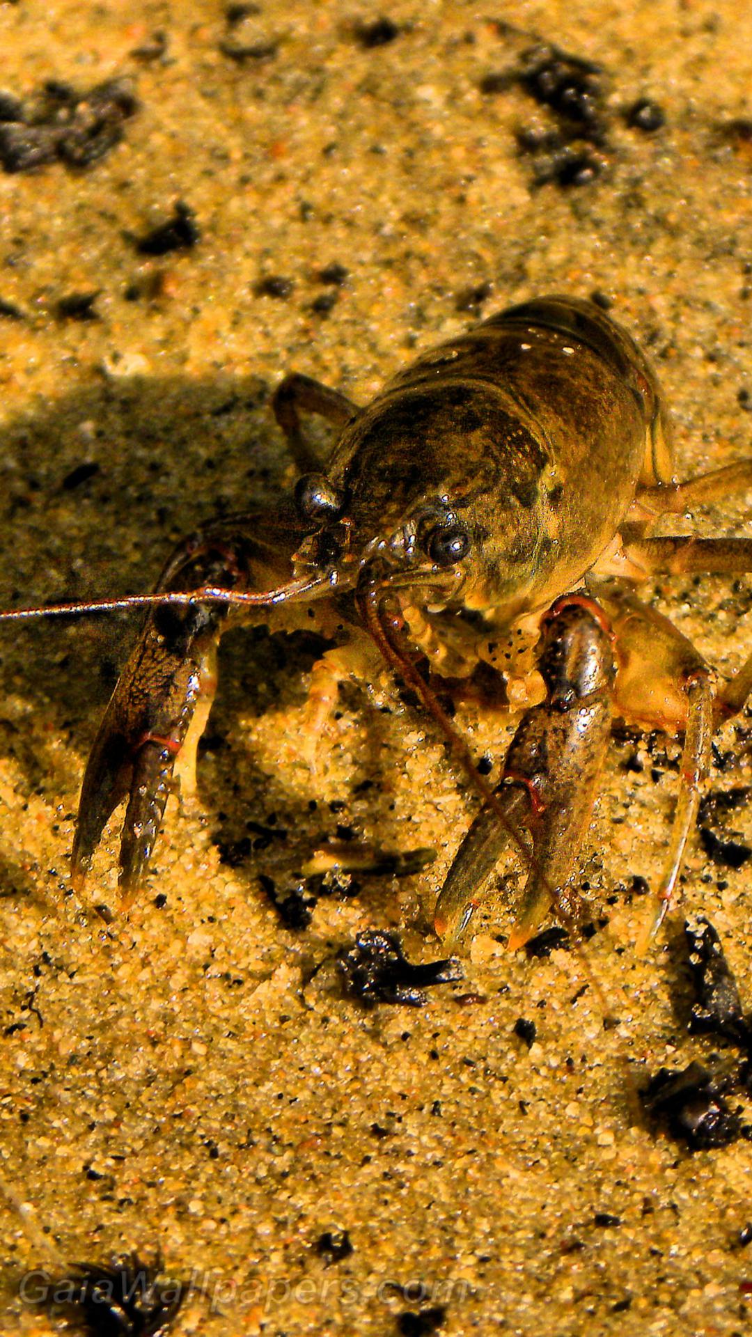 Crayfish on the beach - Free desktop wallpapers