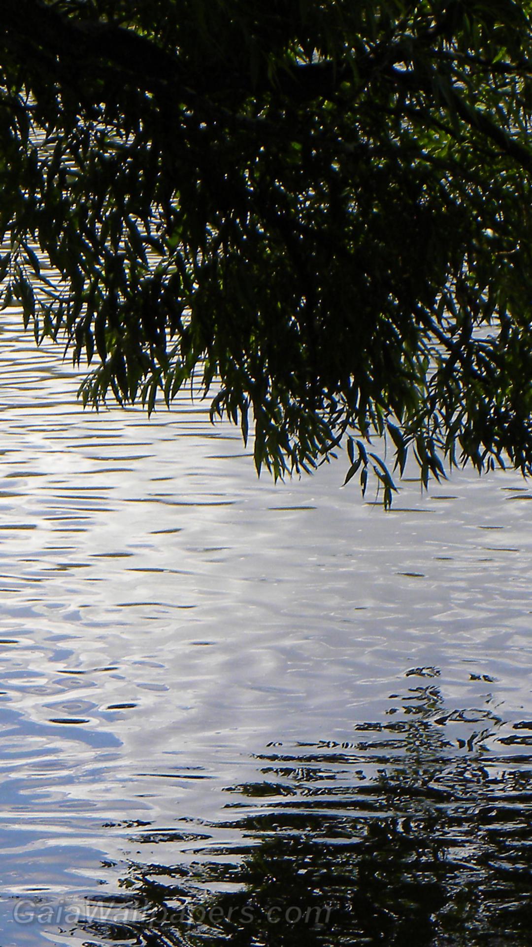 Willow cover shimmering on the river - Free desktop wallpapers