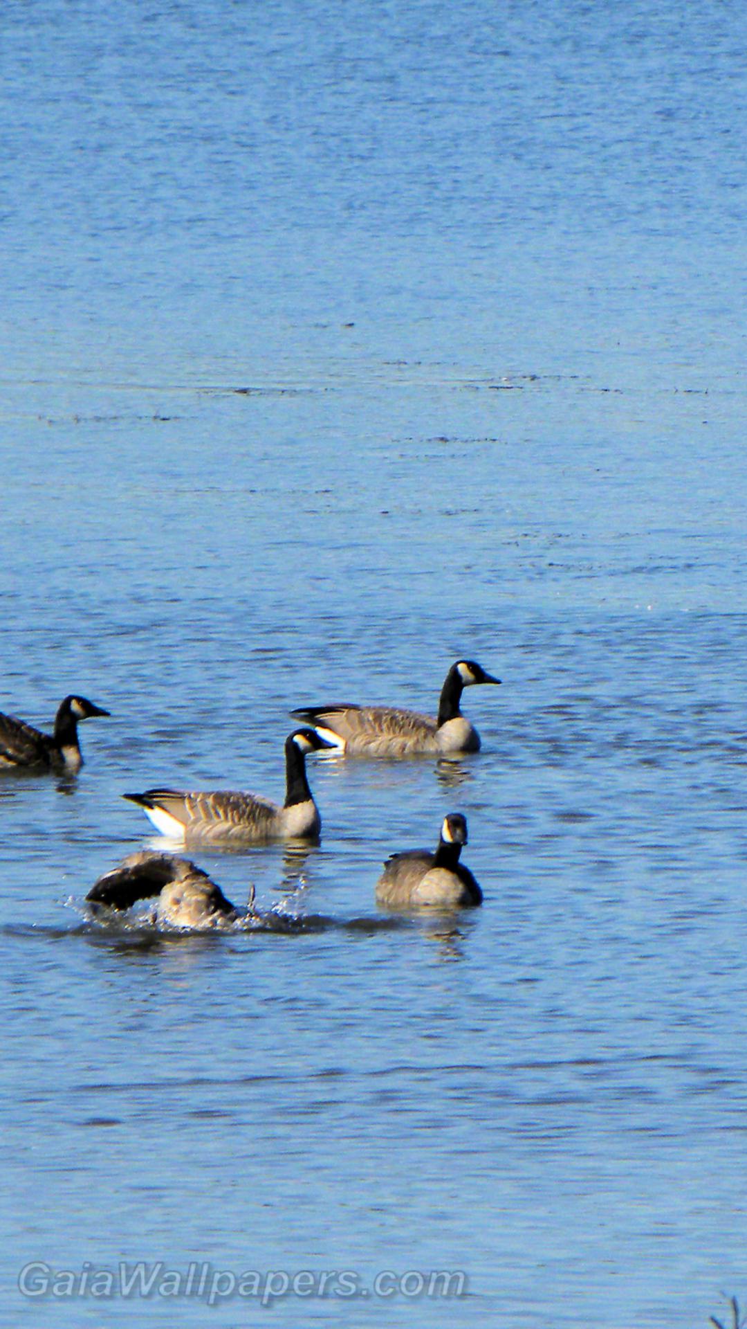 Canada Geese making a stop on the Rivière des Mille Îles - Free desktop wallpapers