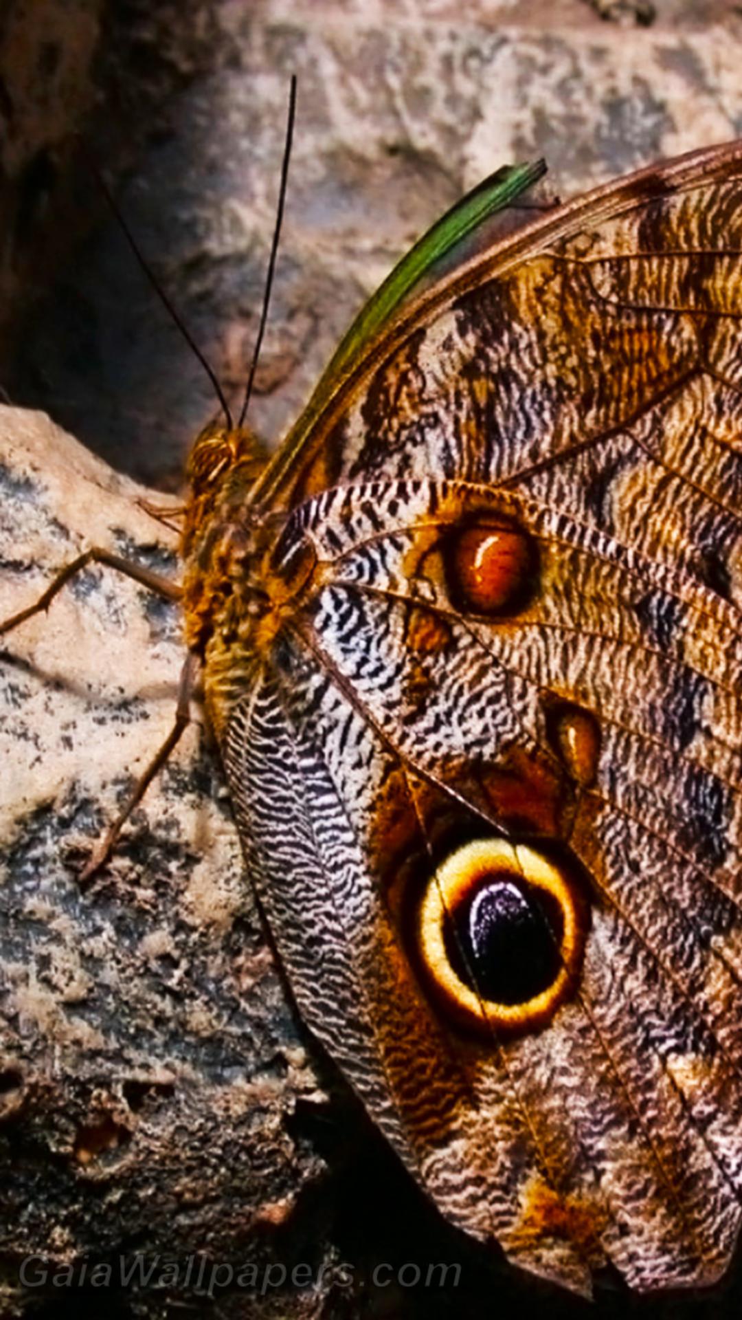 False eyes on a butterfly - Free desktop wallpapers