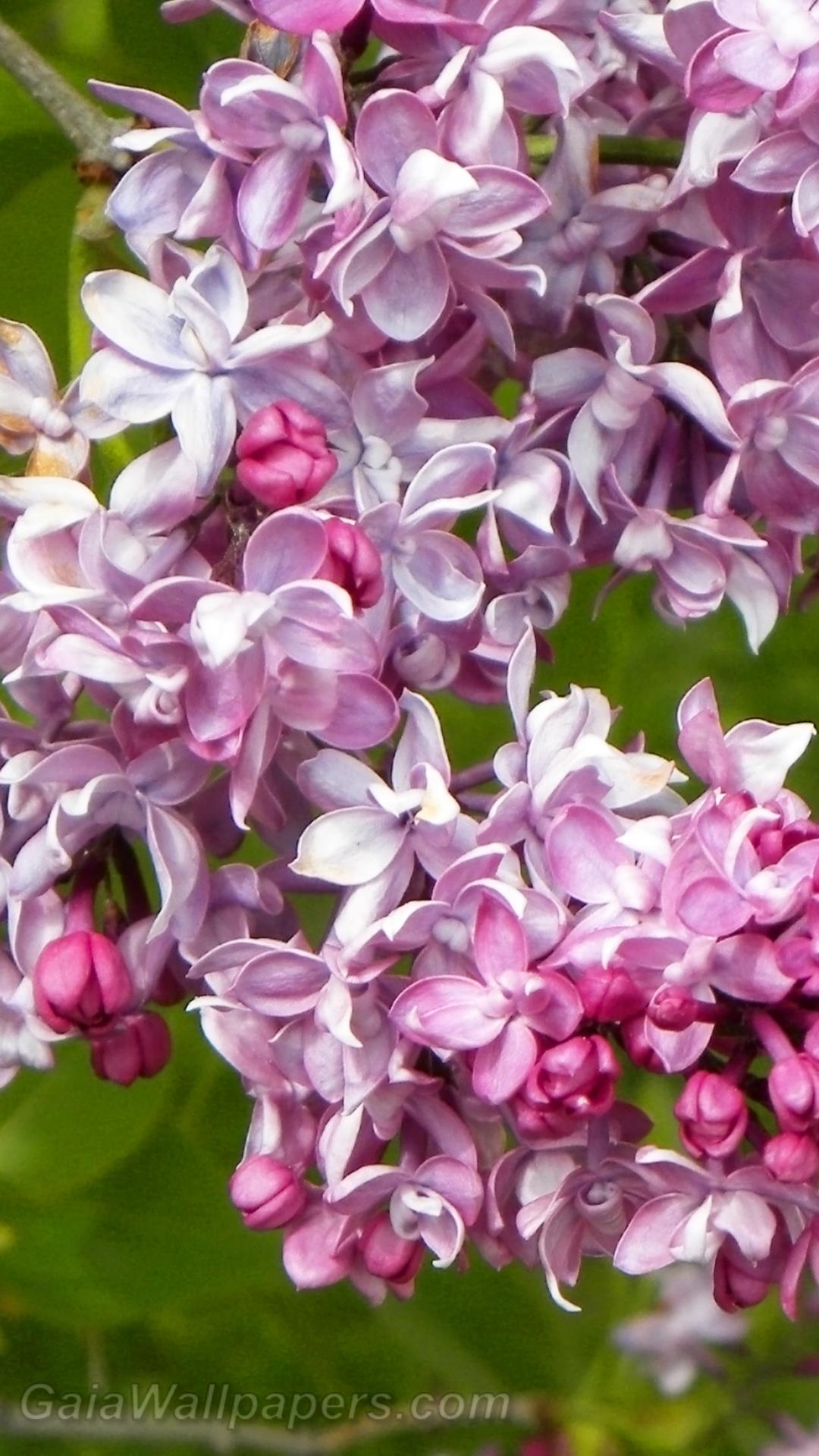 Lilac - Free desktop wallpapers