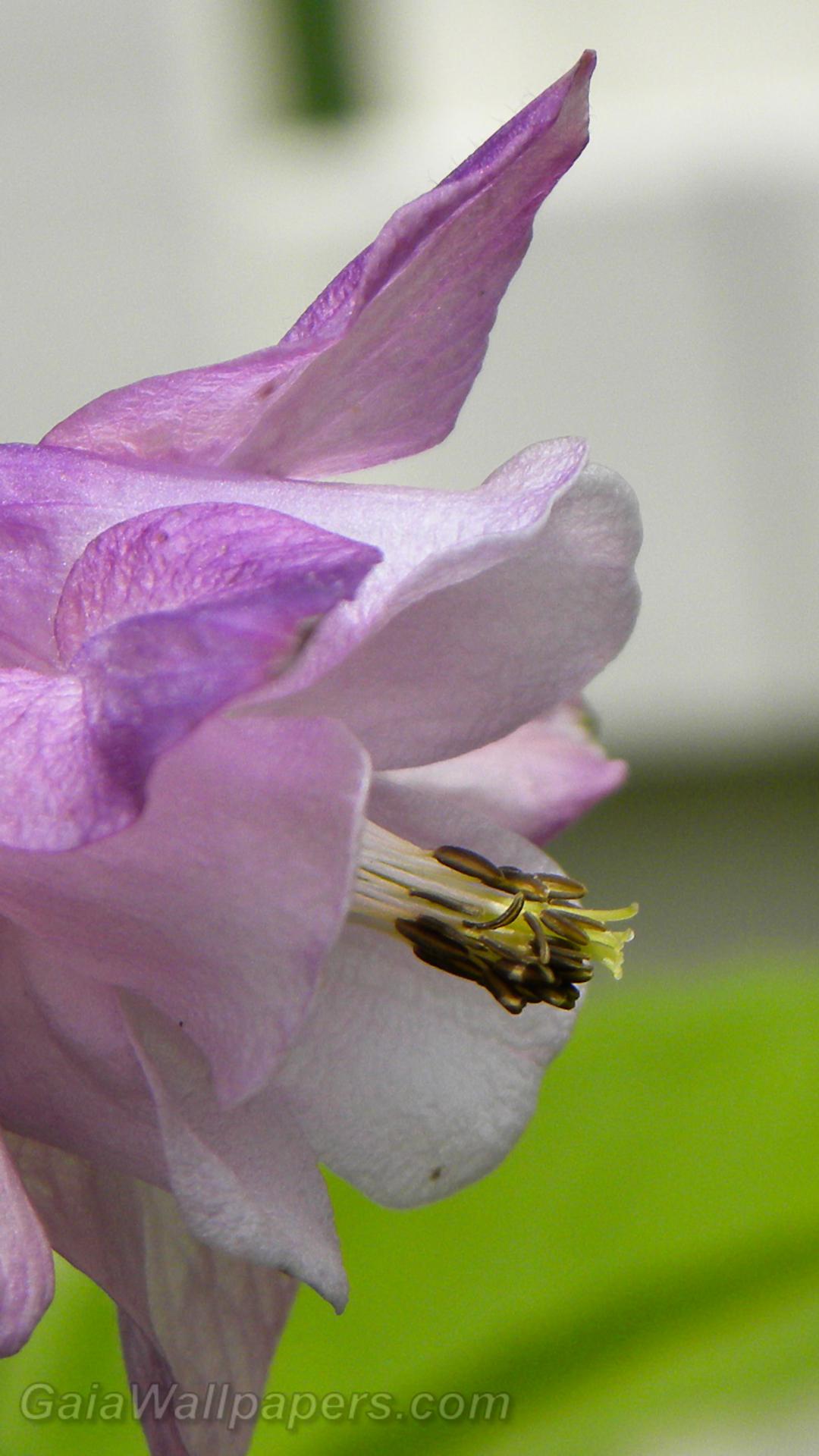 Little insect walking on a flower - Free desktop wallpapers