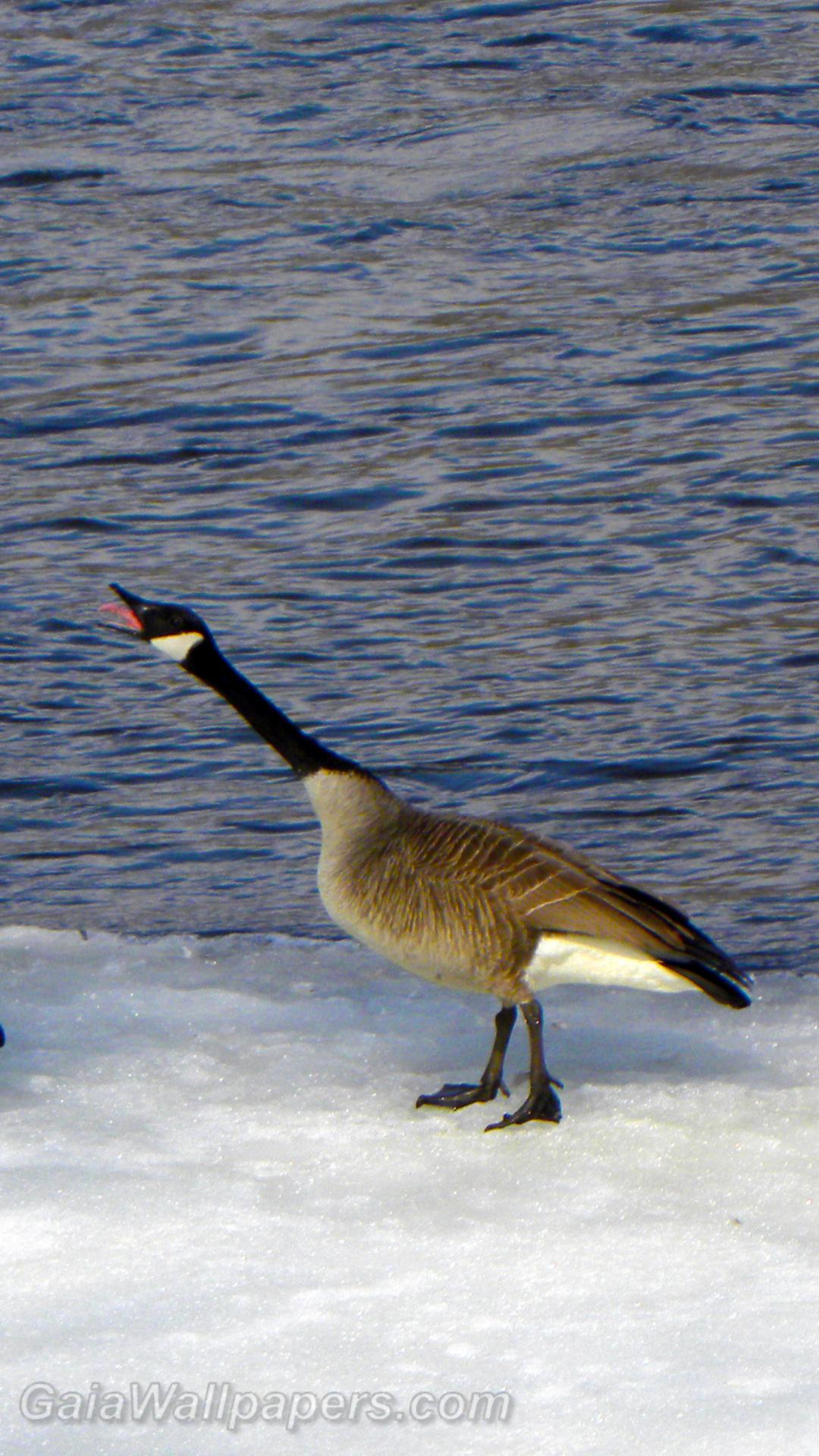 Canada Goose angry at another goose - Free desktop wallpapers