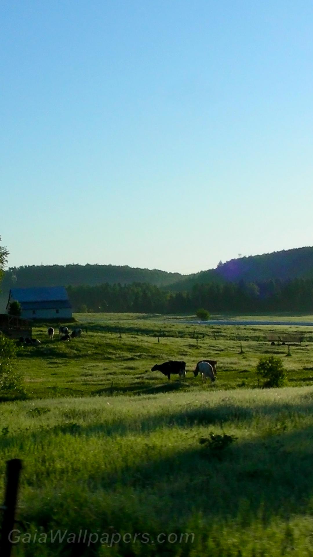 Driving near a field of cows - Free desktop wallpapers