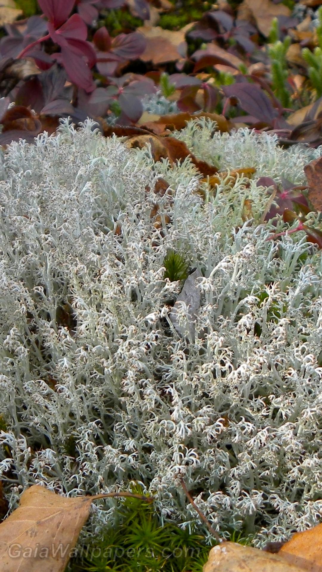 Lichen dans un couvert de feuilles mortes - Fonds d'écran gratuits