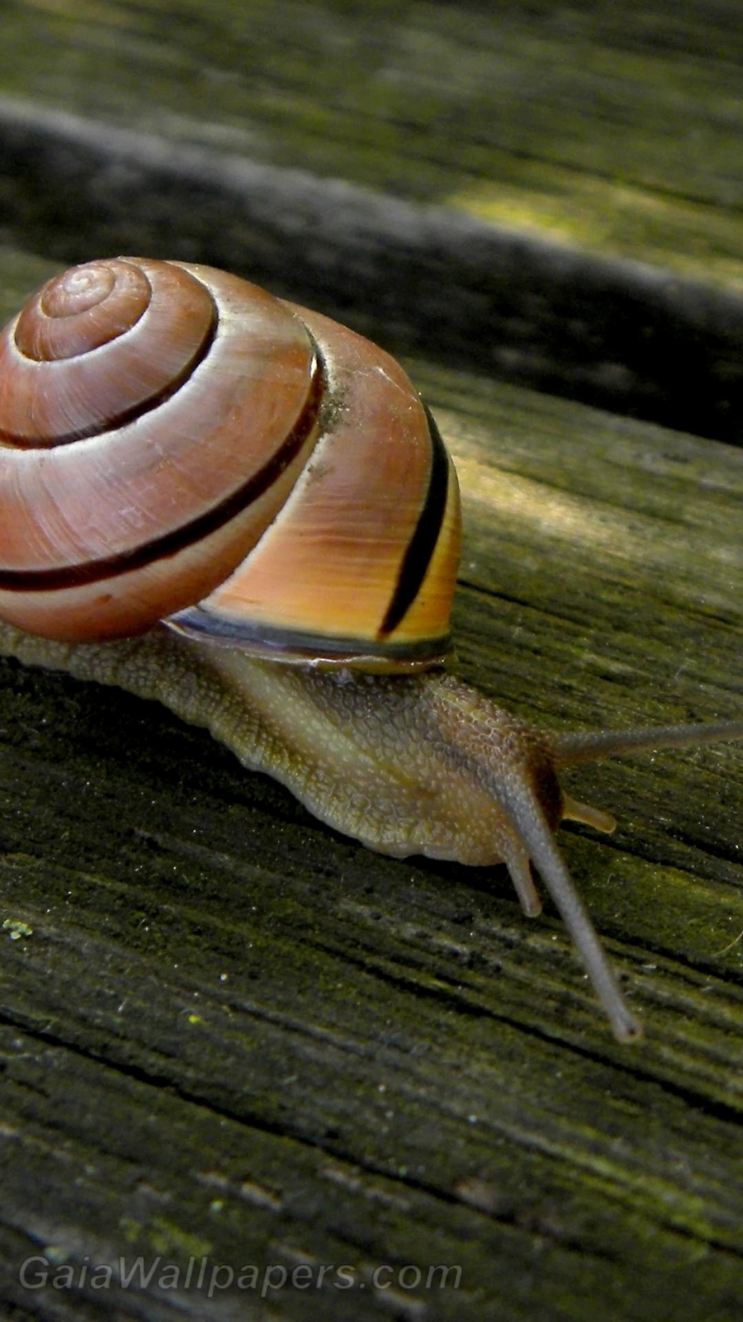 Snail crawling on a bench - Free desktop wallpapers