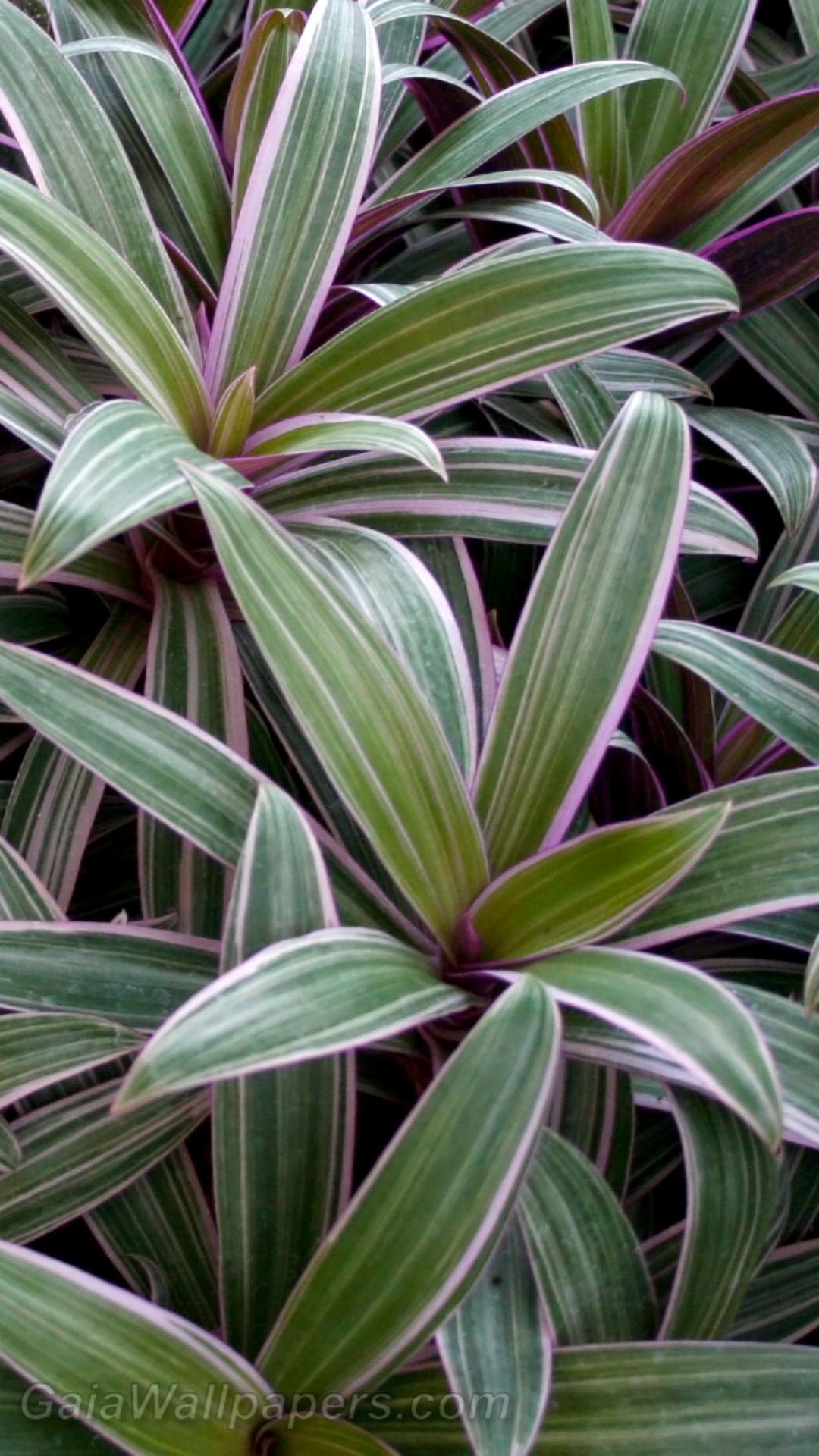 Plants - Free desktop wallpapers