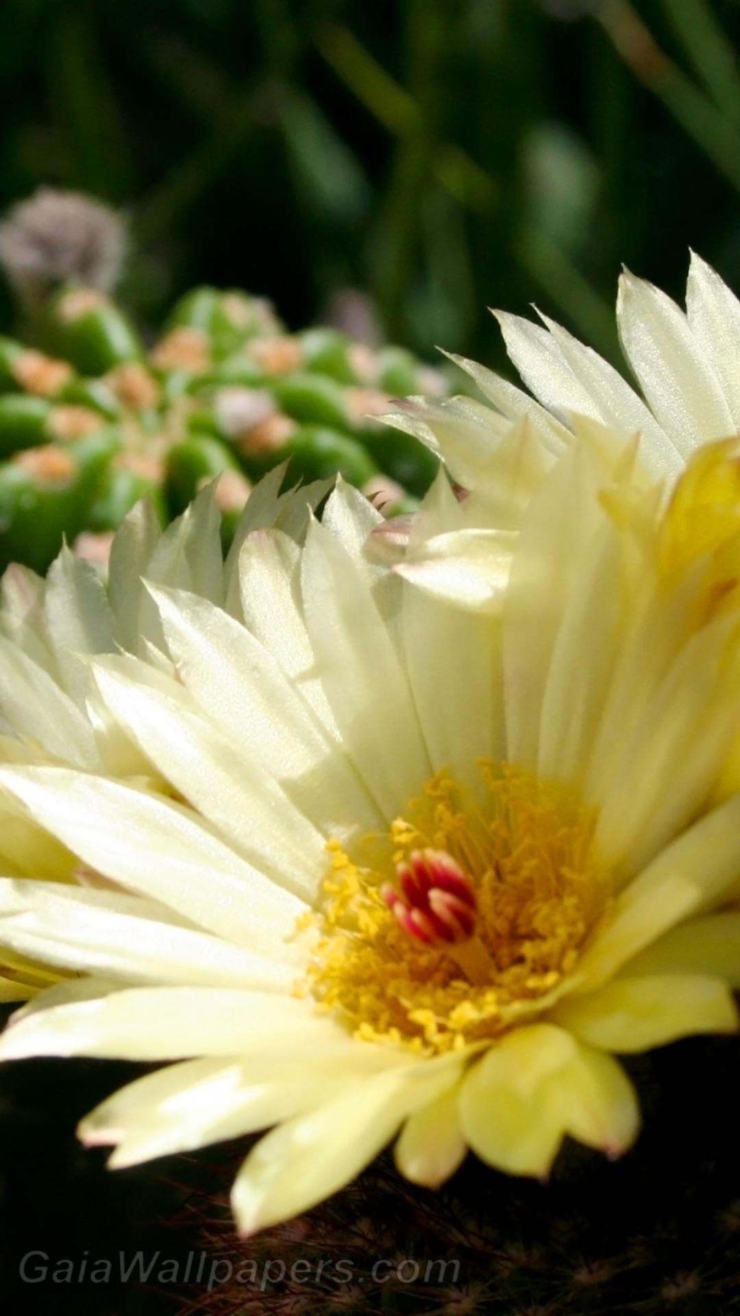 Fleurs de cactus ensoleillées - Fonds d'écran gratuits