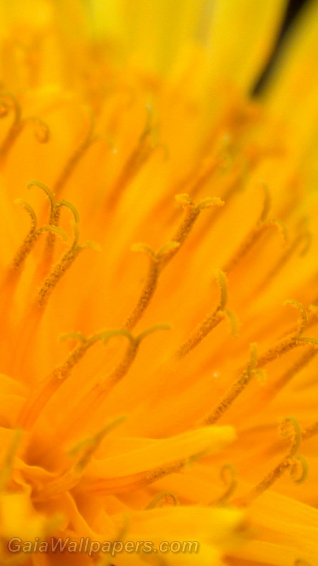 Pollen in a dandelion - Free desktop wallpapers