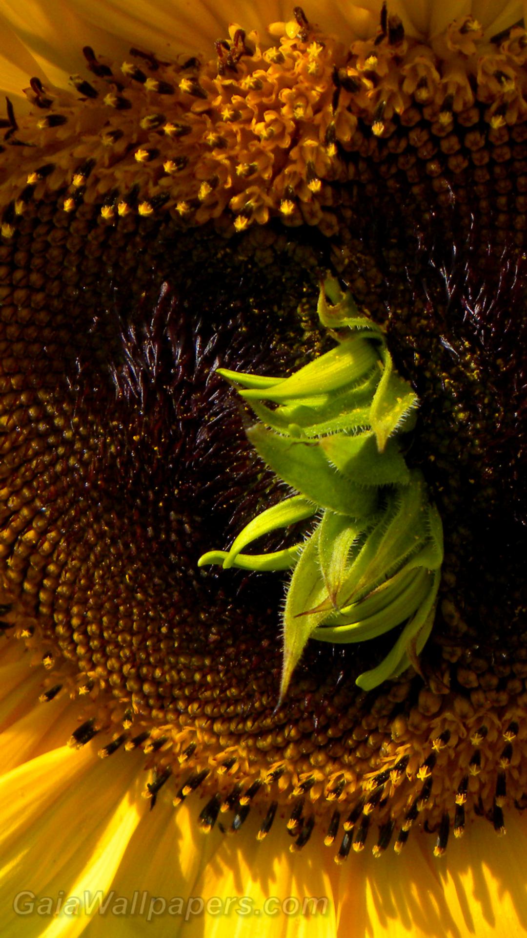 Sunflower with a growth in the center - Free desktop wallpapers
