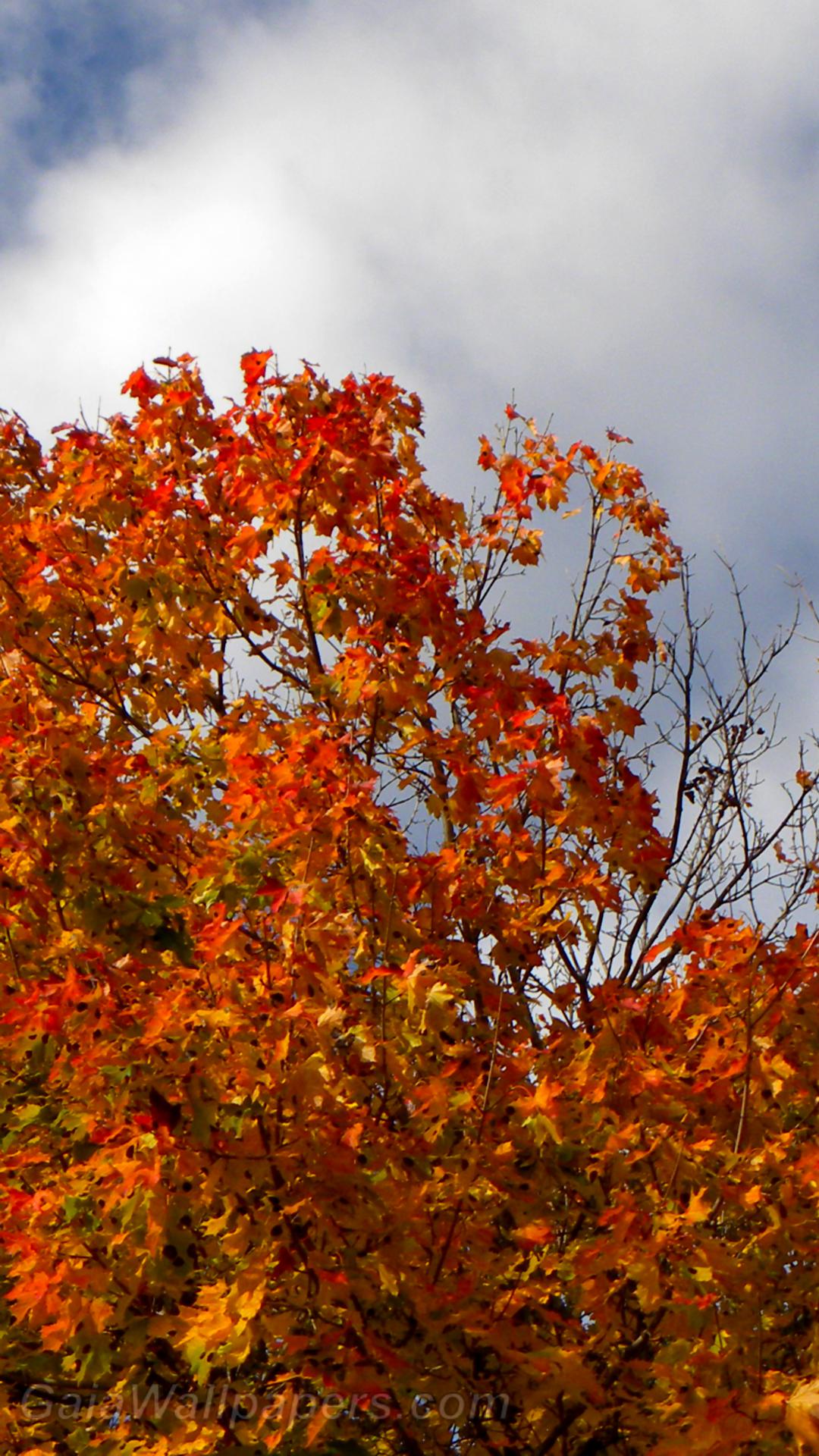Intense autumn colors - Free desktop wallpapers